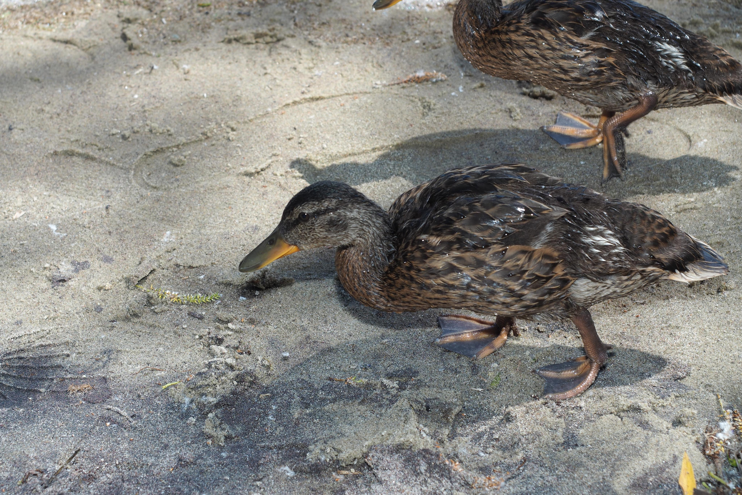 Куршская коса. Экскурсии по Калининграду