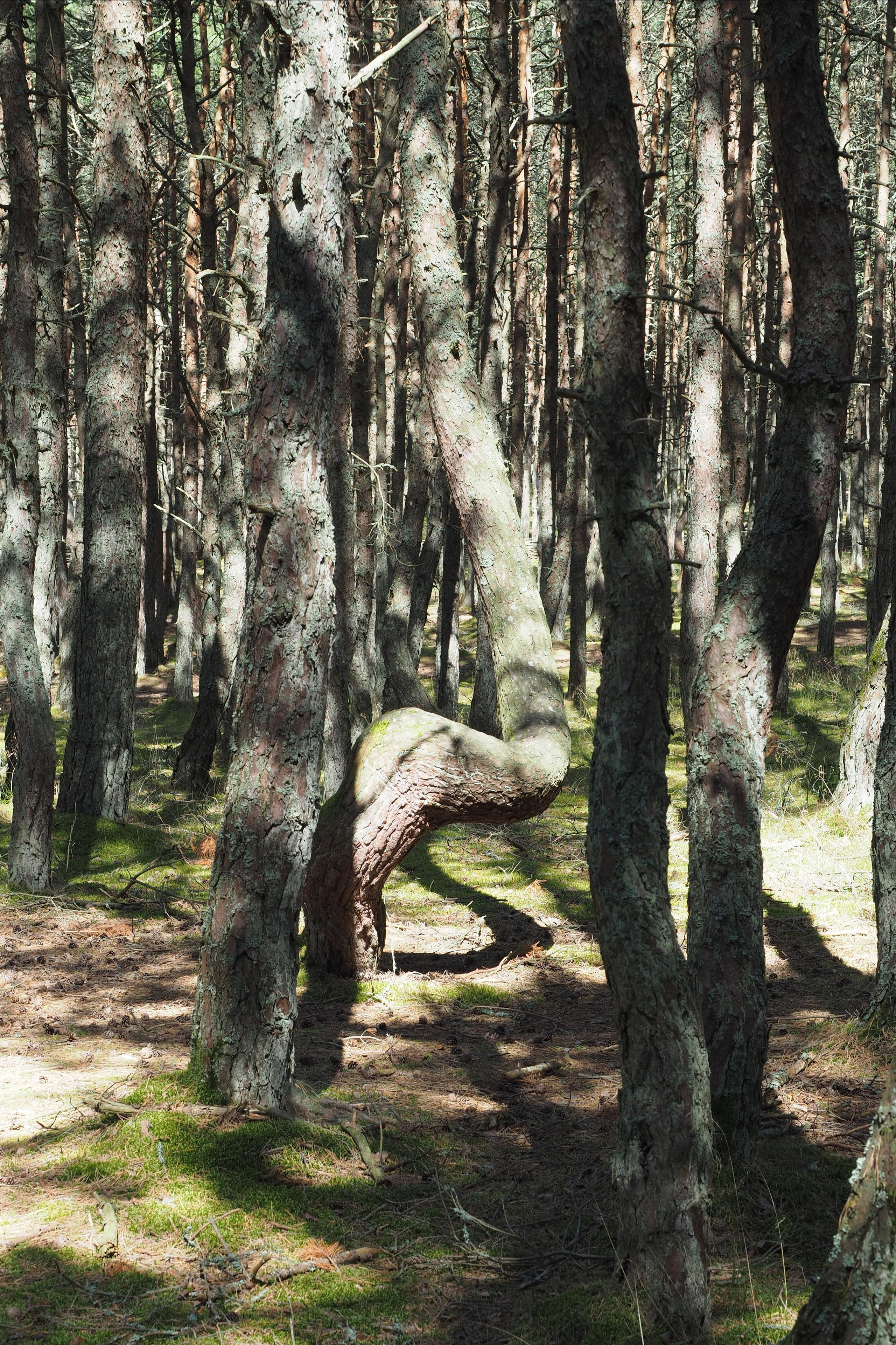 Куршская коса. Экскурсии по Калининграду