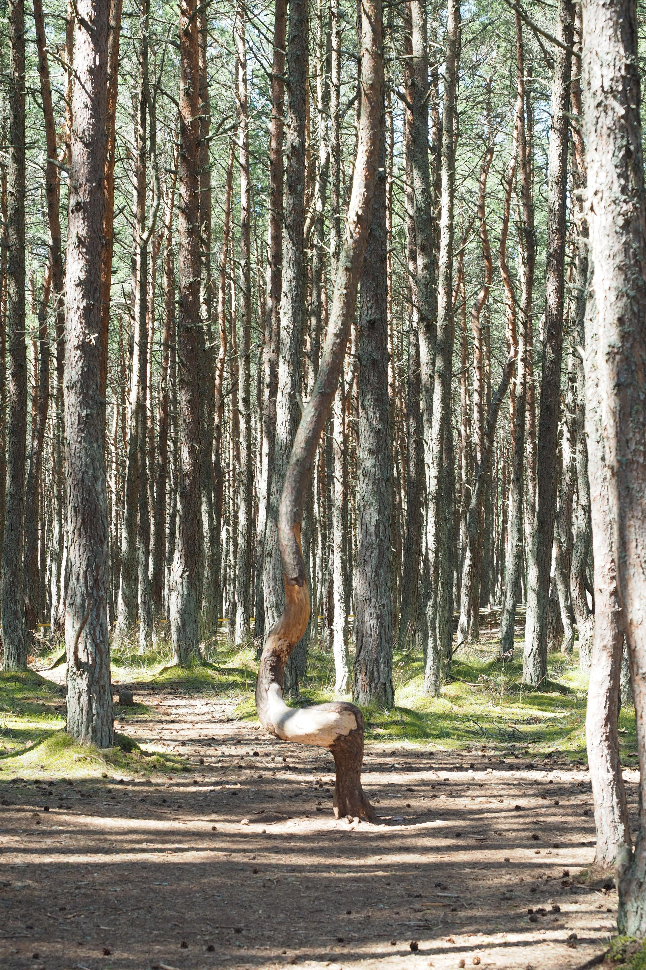 Куршская коса. Экскурсии по Калининграду