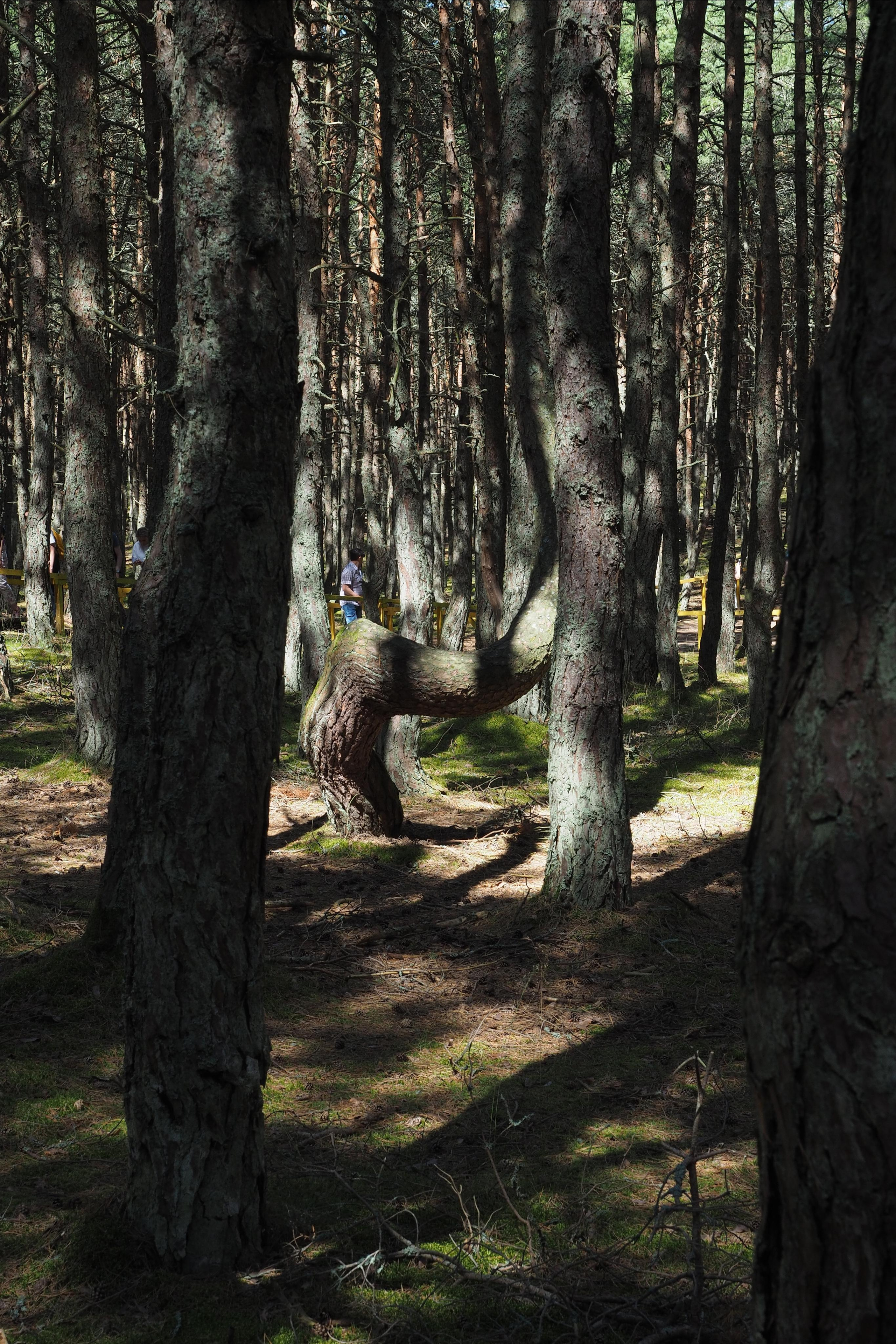 Куршская коса. Экскурсии по Калининграду