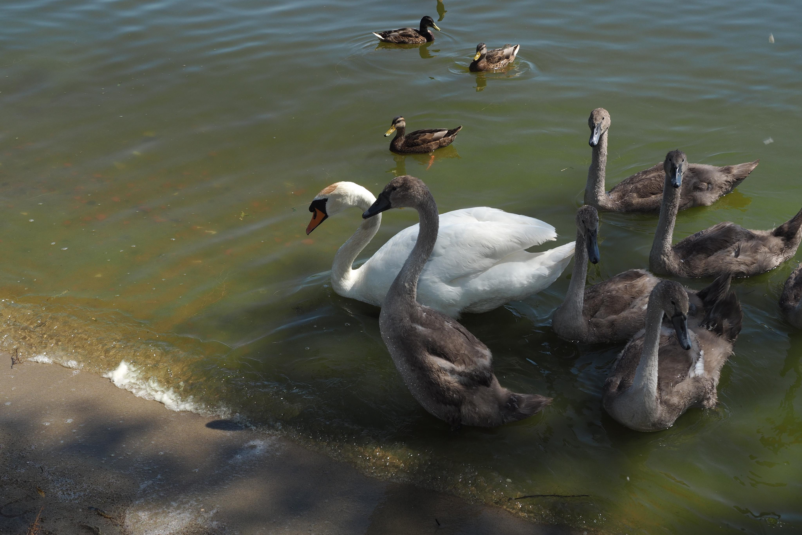 Куршская коса. Экскурсии по Калининграду