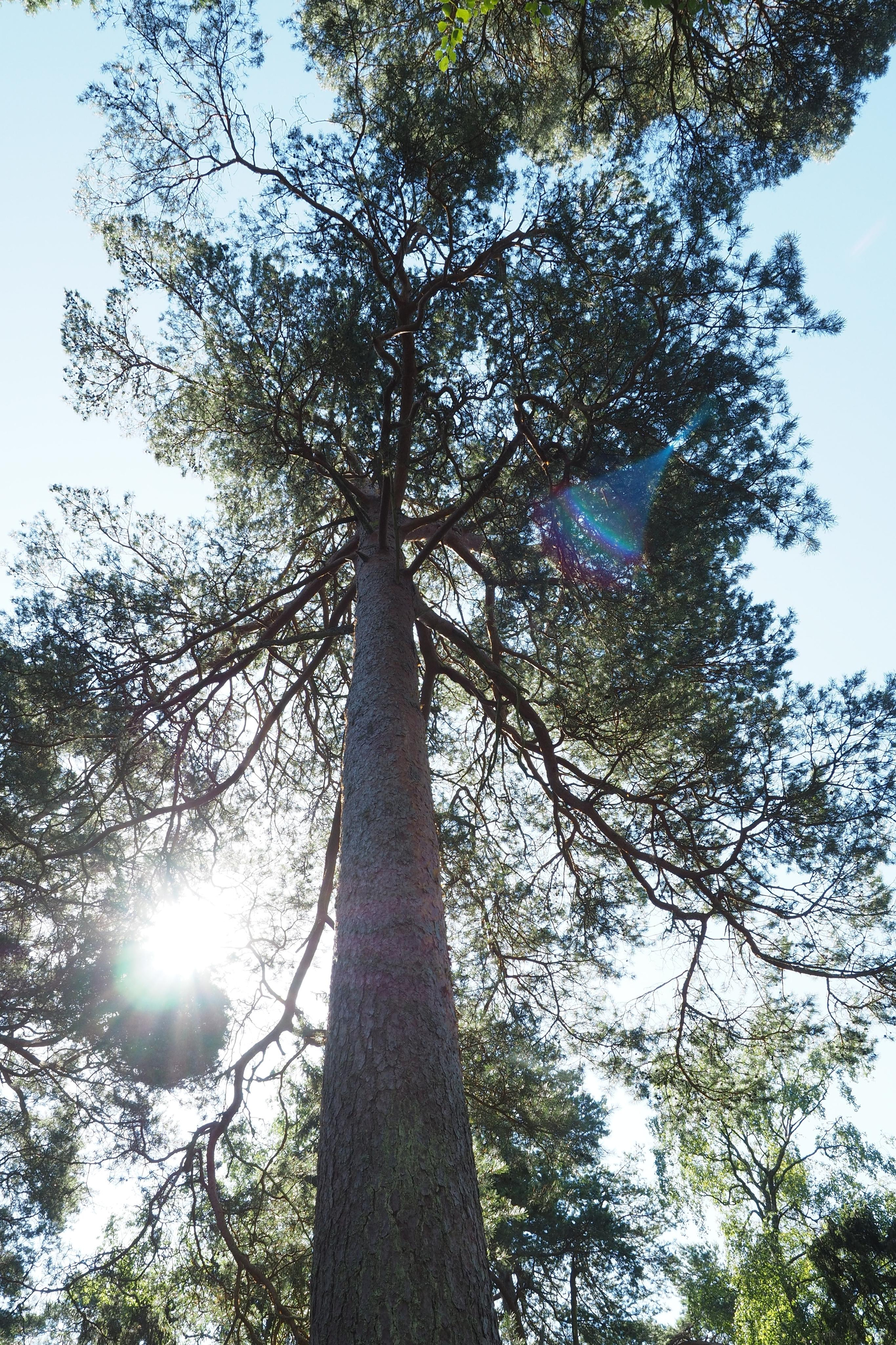 Куршская коса. Экскурсии по Калининграду