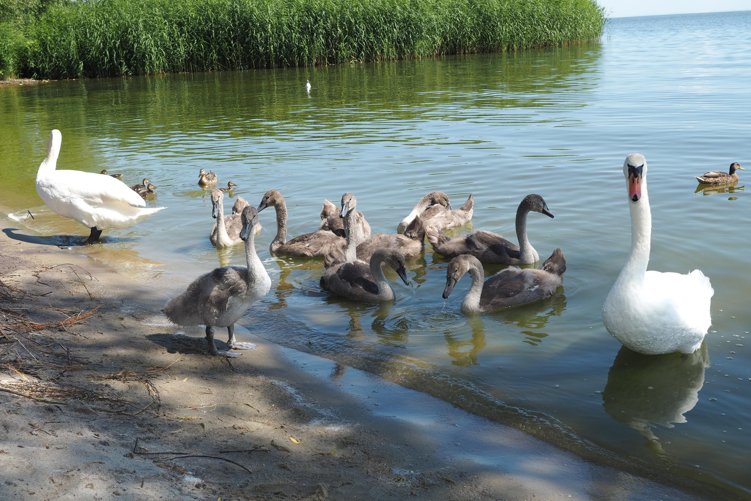 Куршская коса. Экскурсии по Калининграду