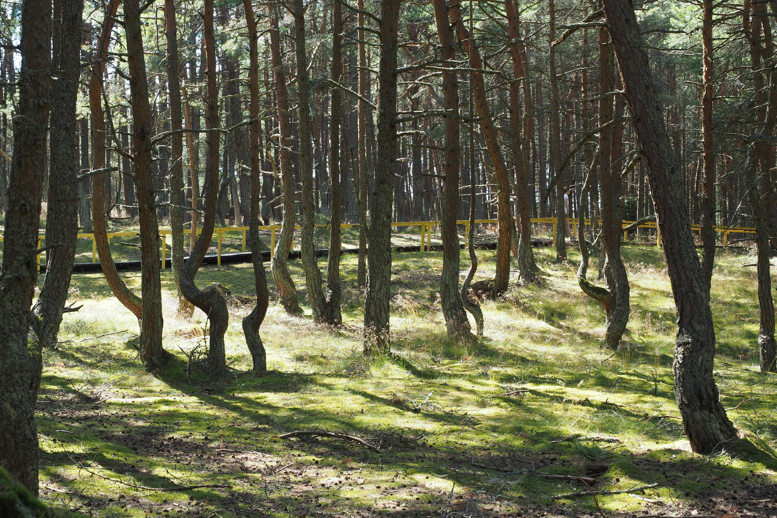 Куршская коса. Экскурсии по Калининграду