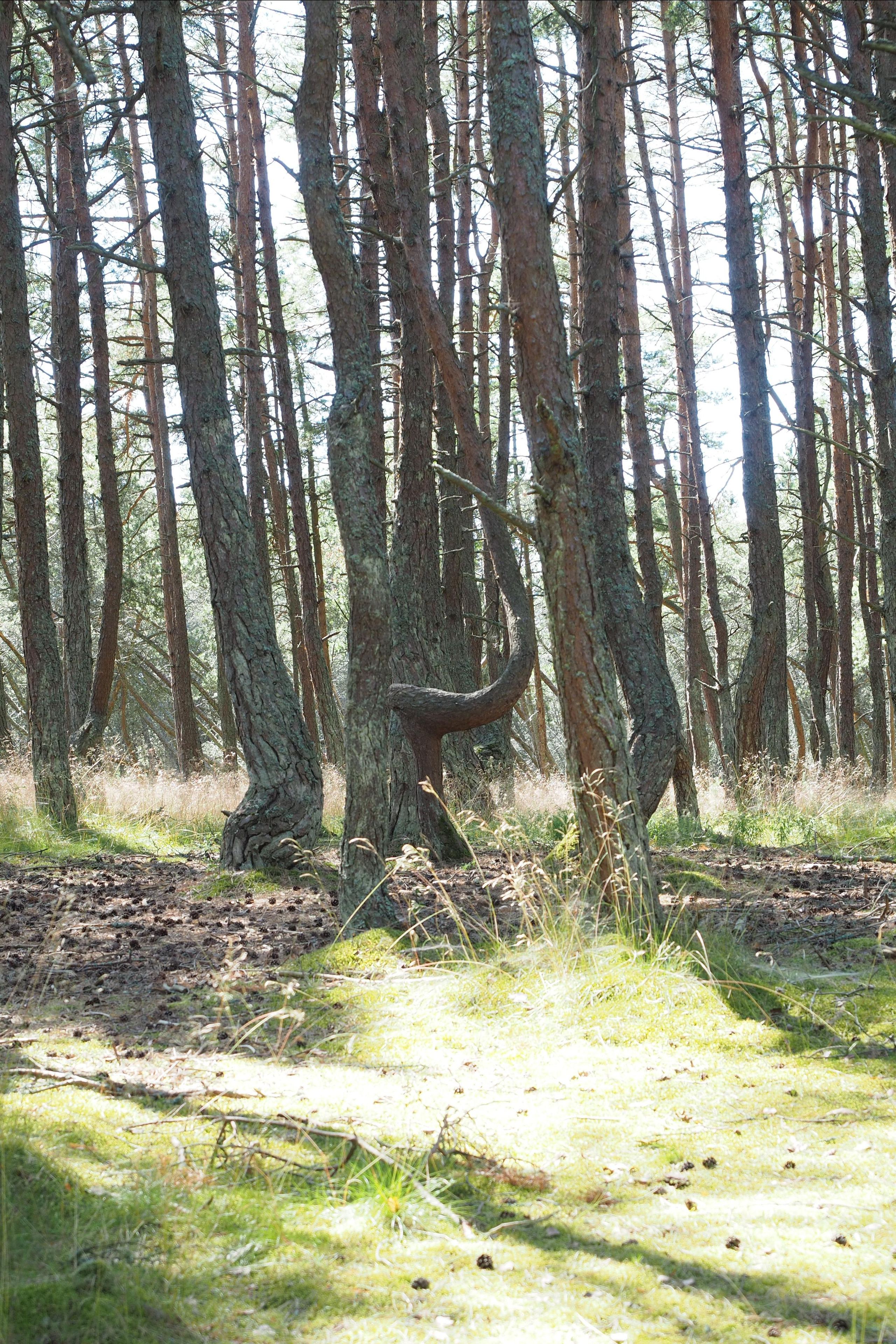 Куршская коса. Экскурсии по Калининграду