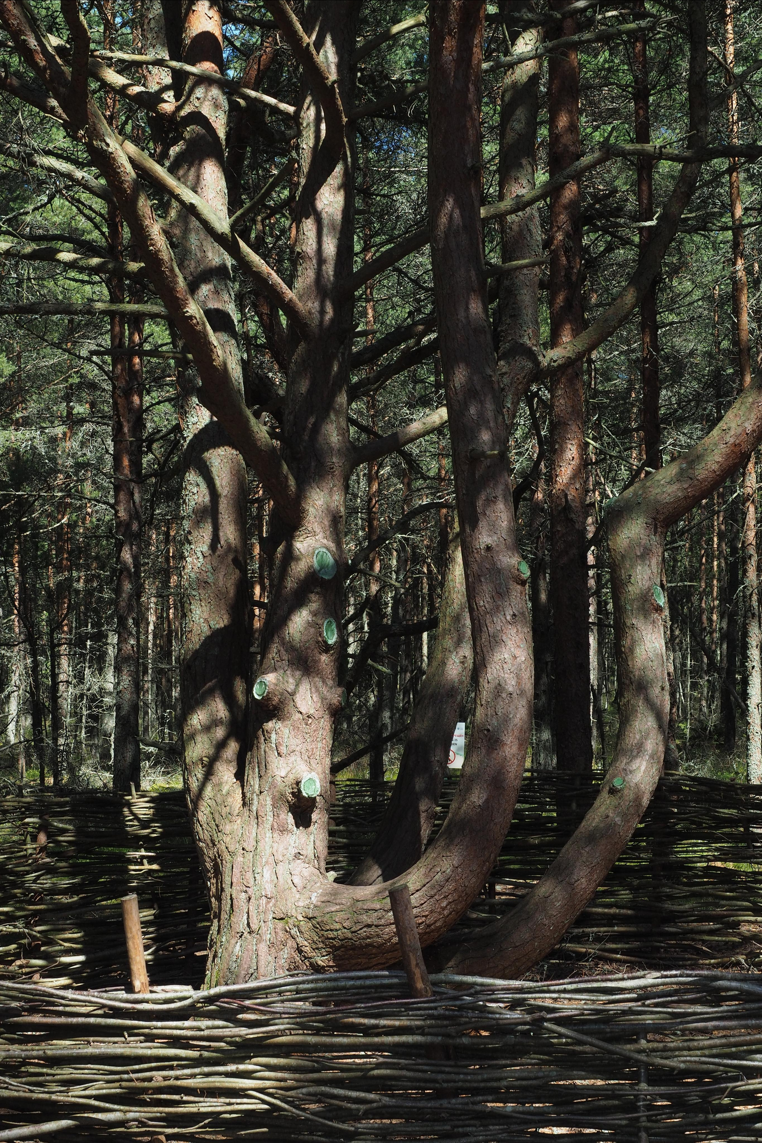 Куршская коса. Экскурсии по Калининграду