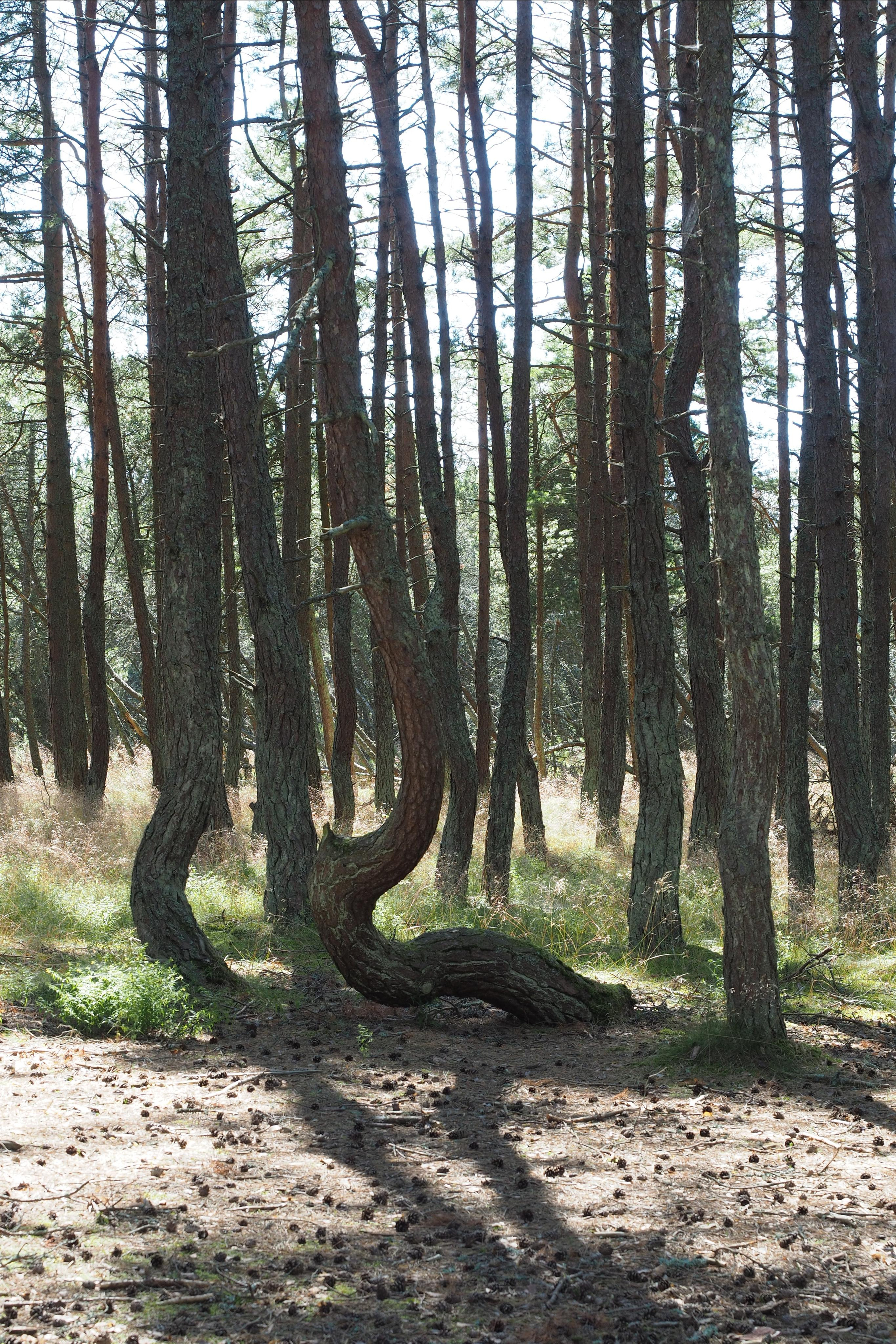 Куршская коса. Экскурсии по Калининграду