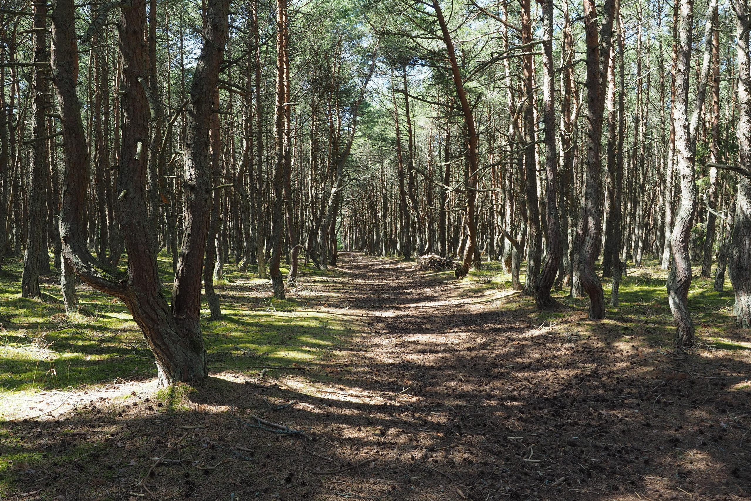 Куршская коса. Экскурсии по Калининграду