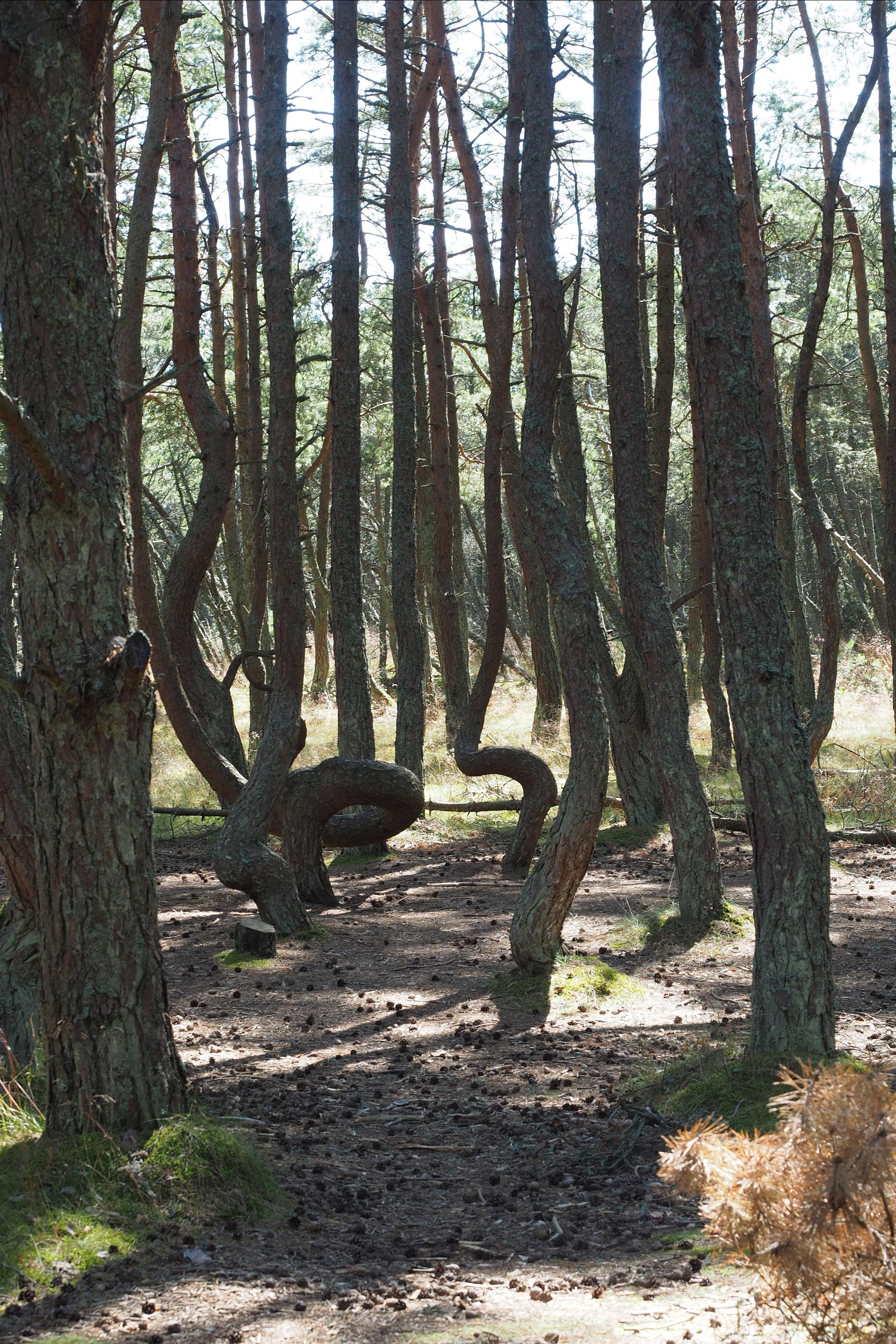 Куршская коса. Экскурсии по Калининграду