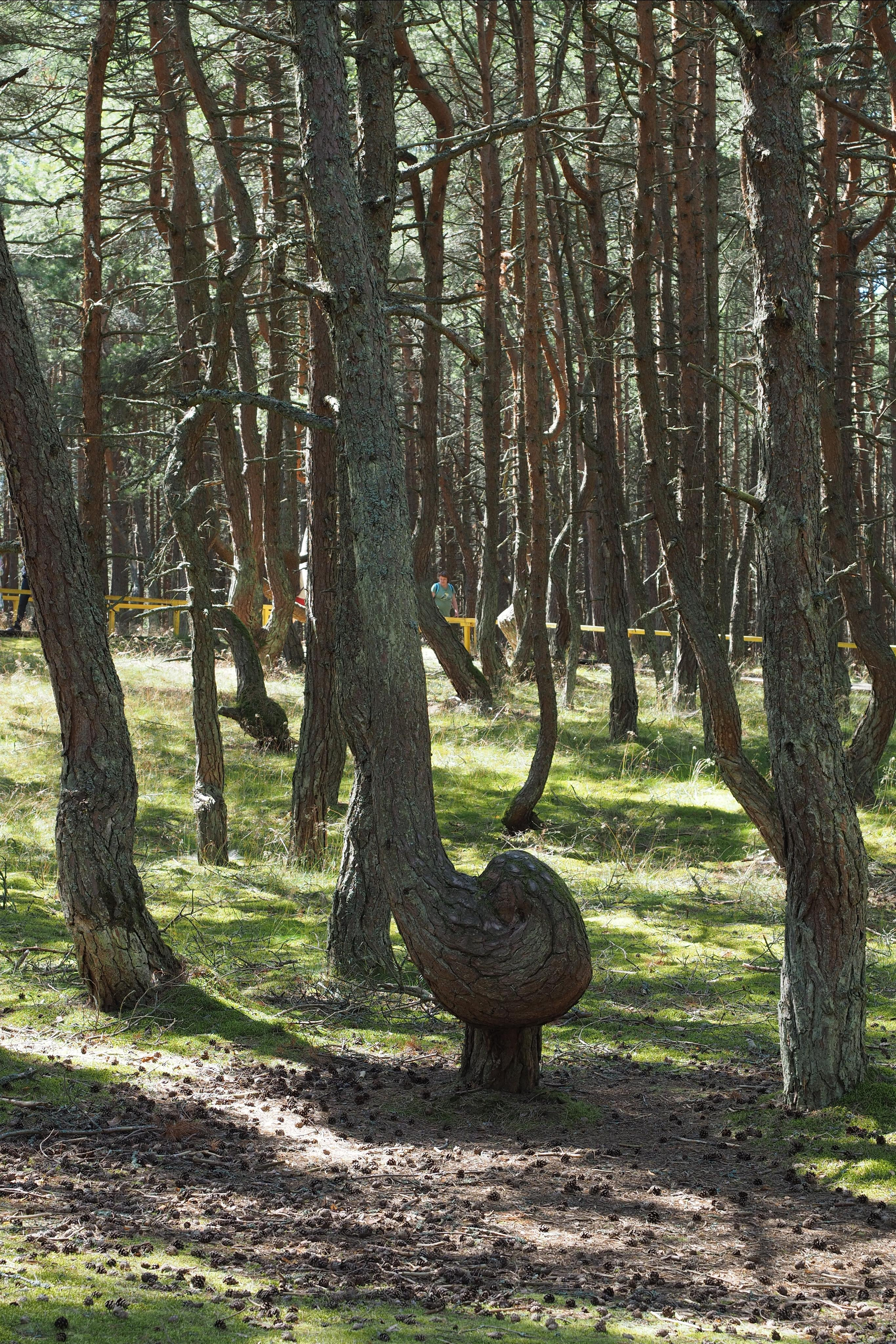 Куршская коса. Экскурсии по Калининграду