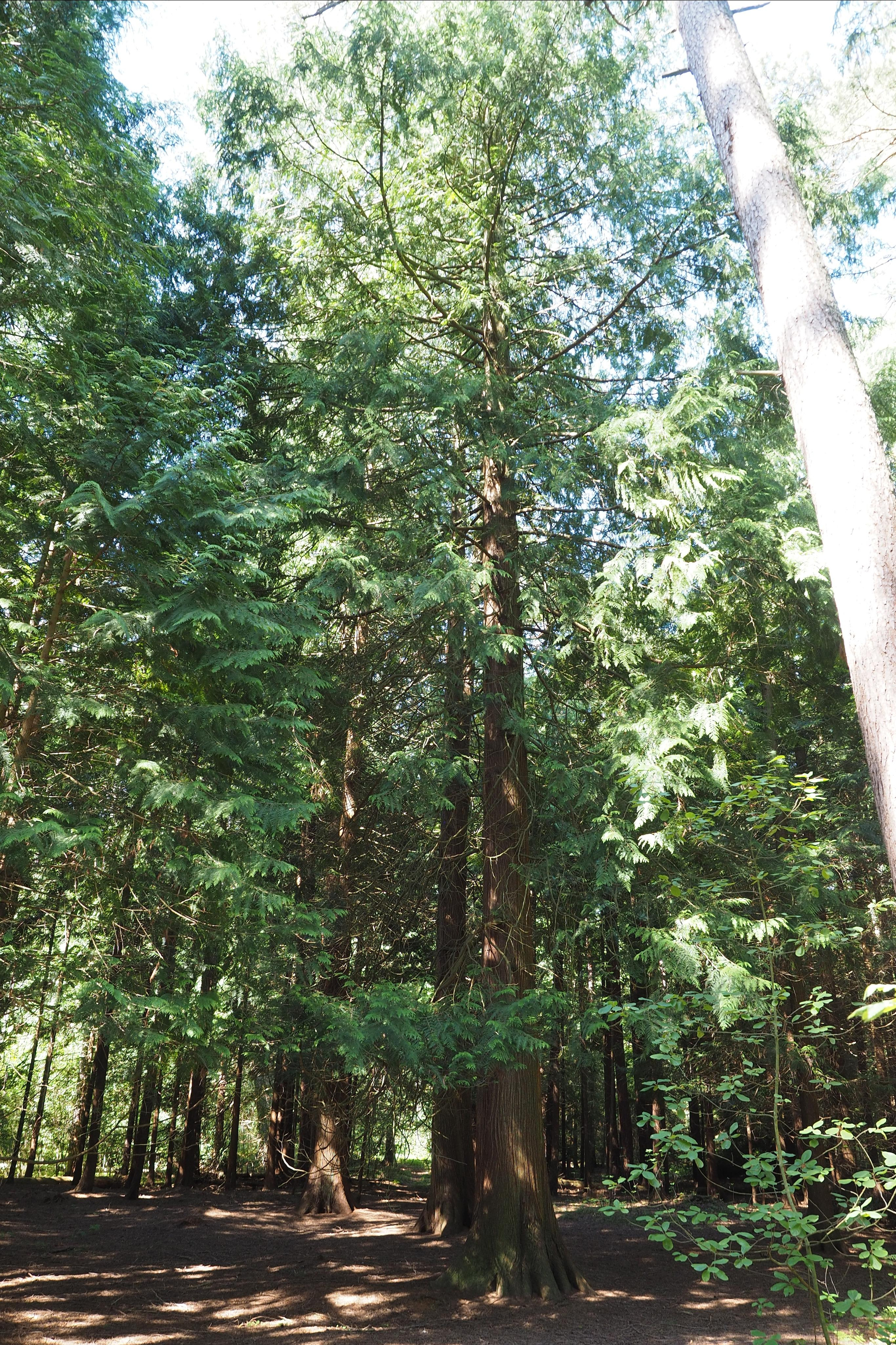 Куршская коса. Экскурсии по Калининграду