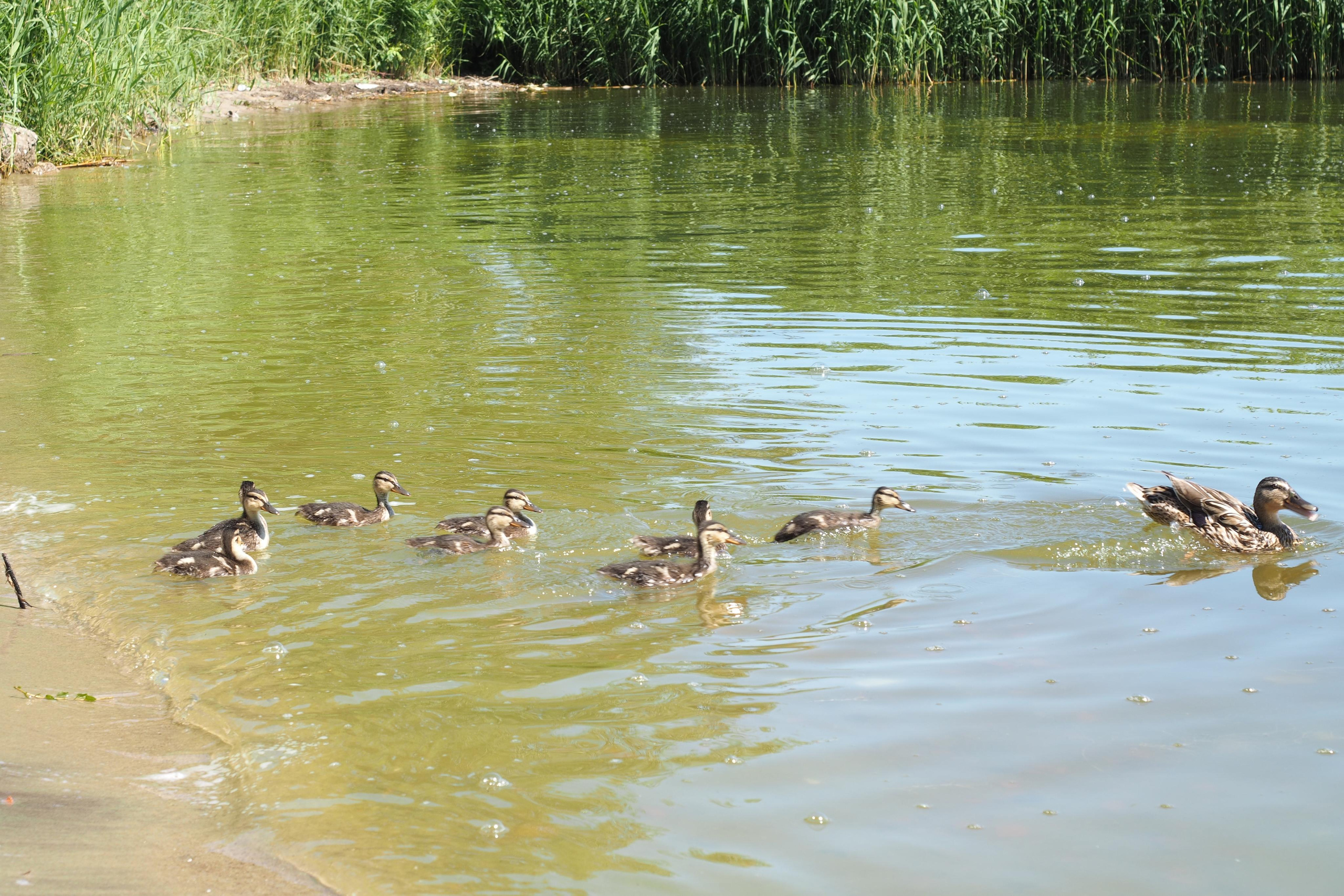 Куршская коса. Экскурсии по Калининграду