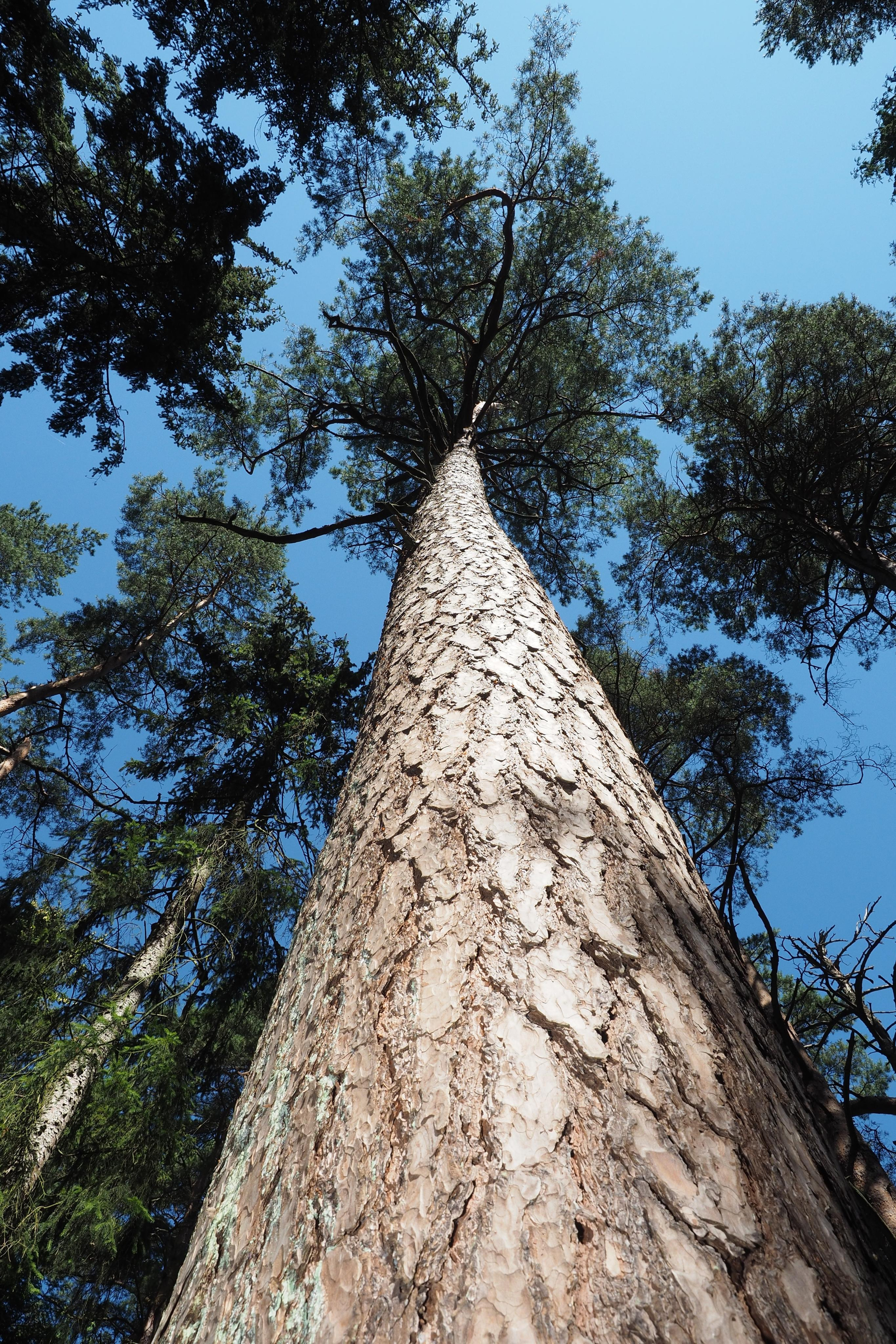 Куршская коса. Экскурсии по Калининграду