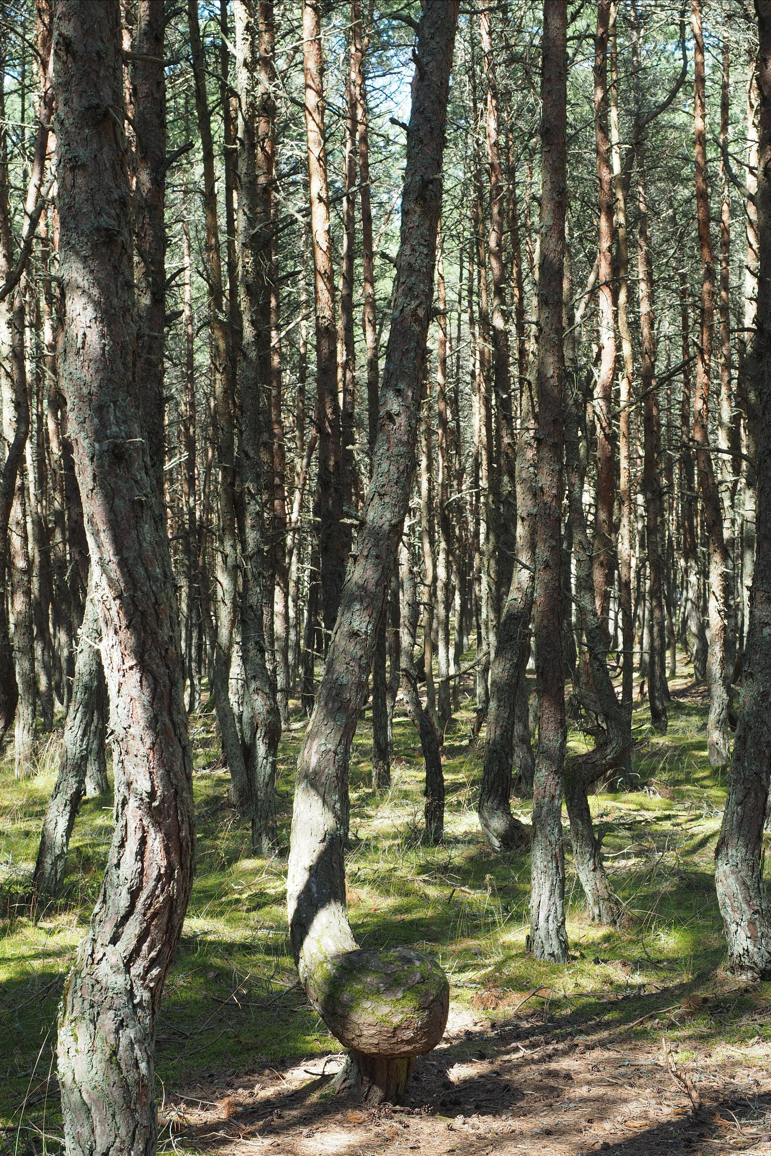 Куршская коса. Экскурсии по Калининграду