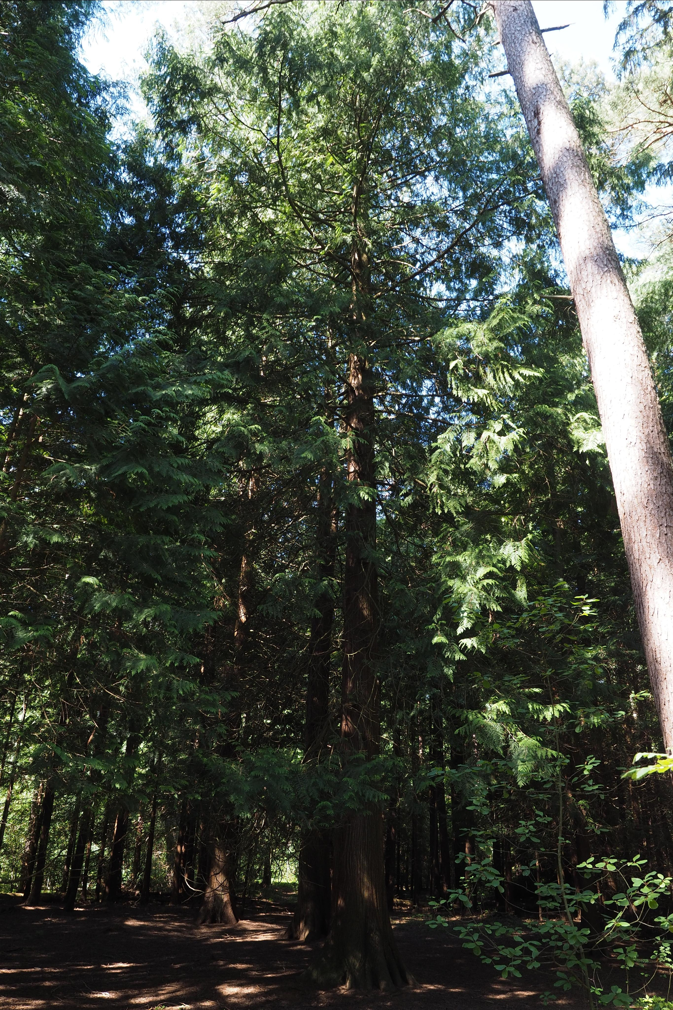 Куршская коса. Экскурсии по Калининграду