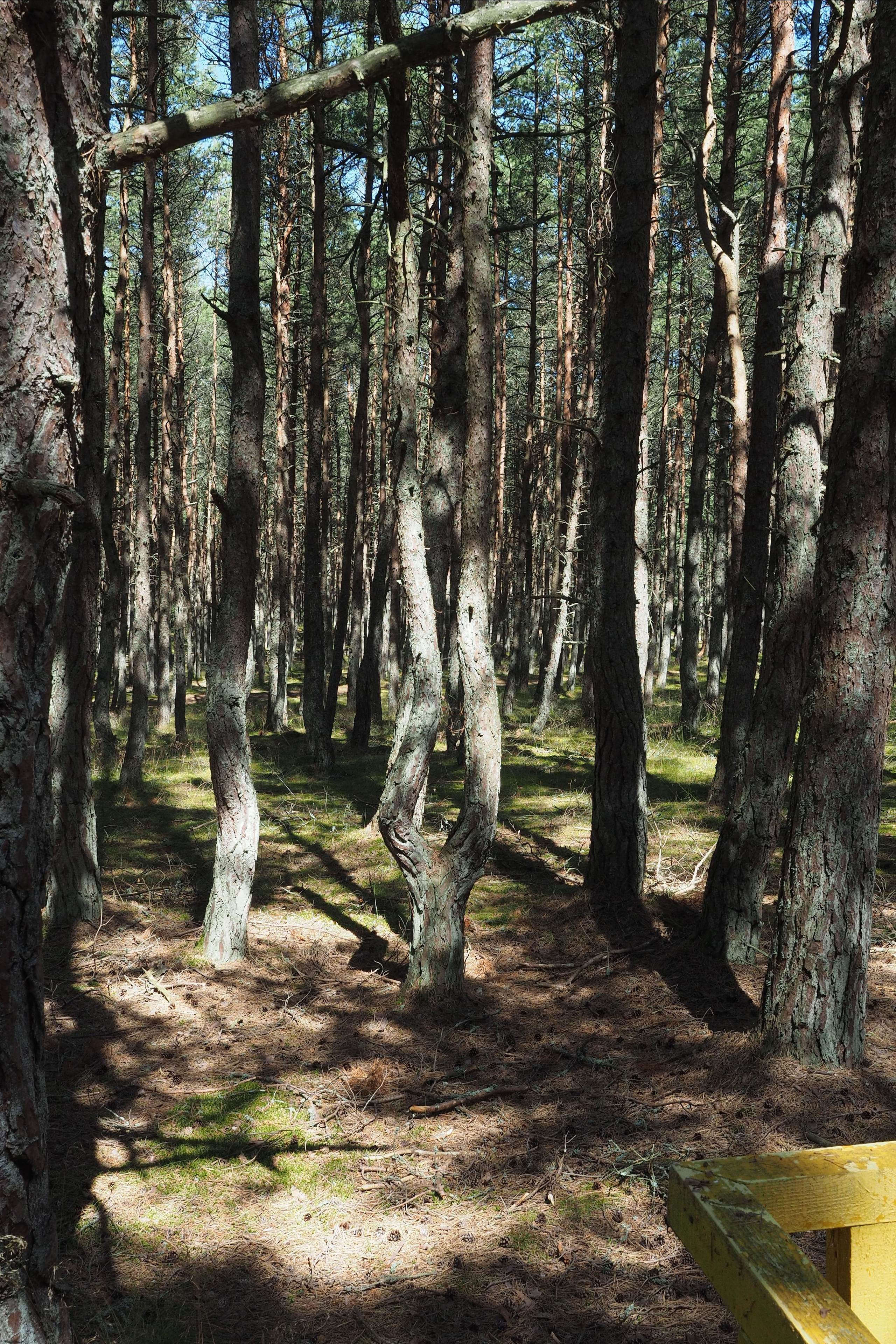 Куршская коса. Экскурсии по Калининграду