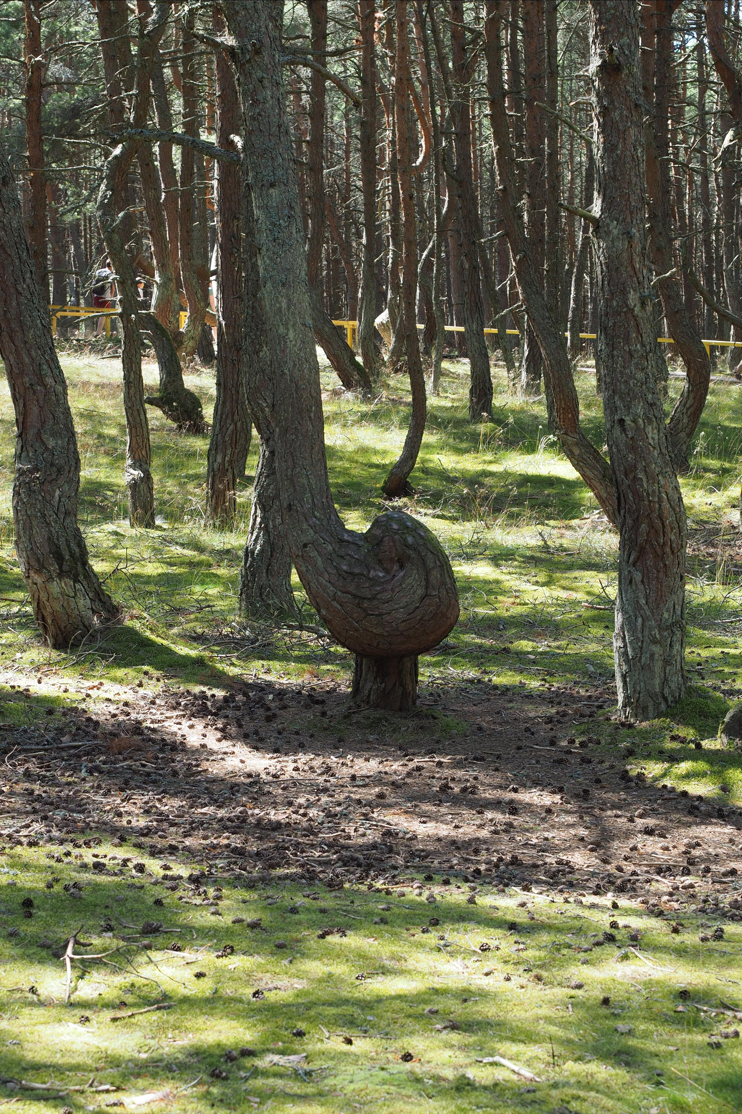 Куршская коса. Экскурсии по Калининграду