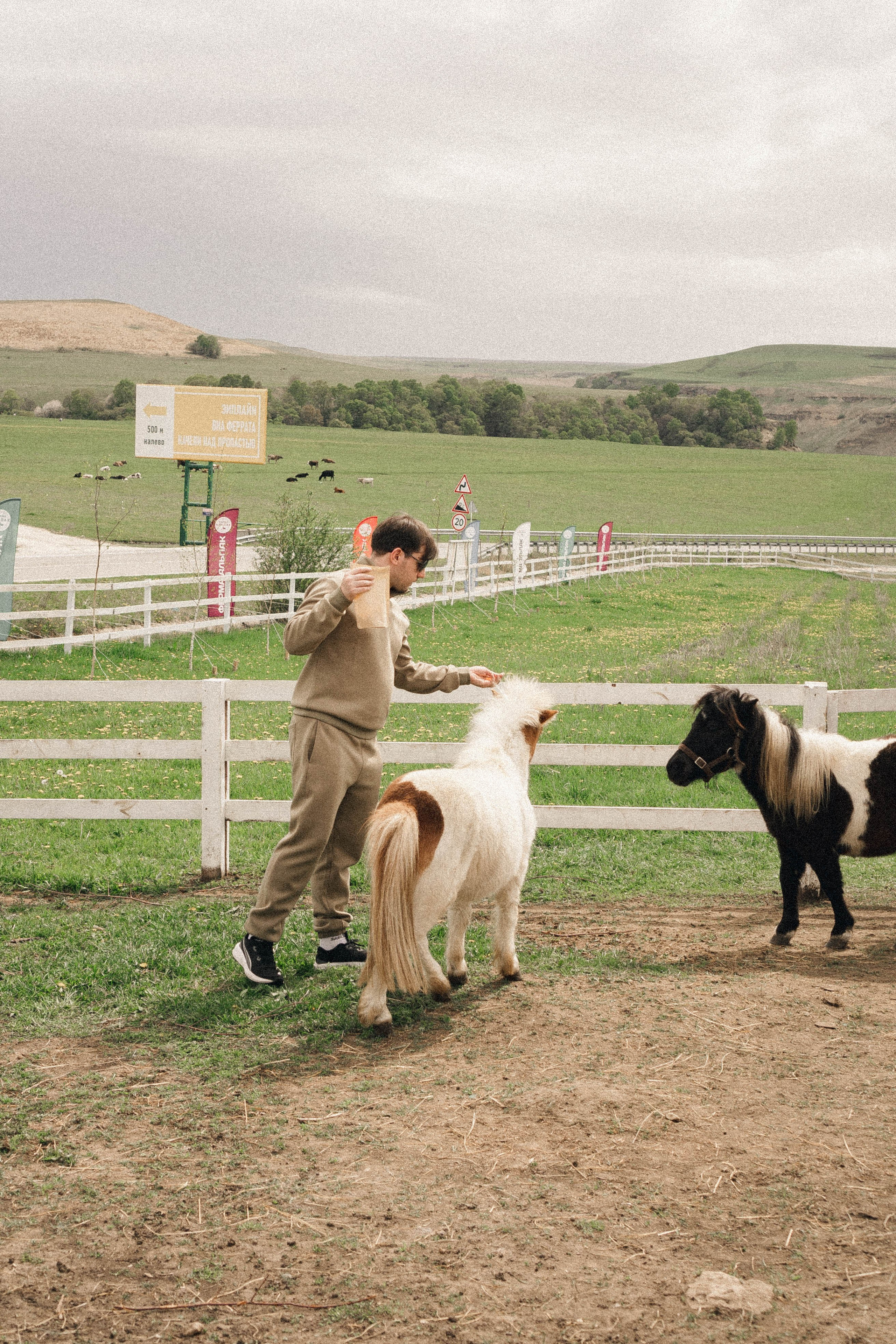 Ферма Альпак. Профессиональный фотограф, Санкт-Петербург — Виктория Богомолова