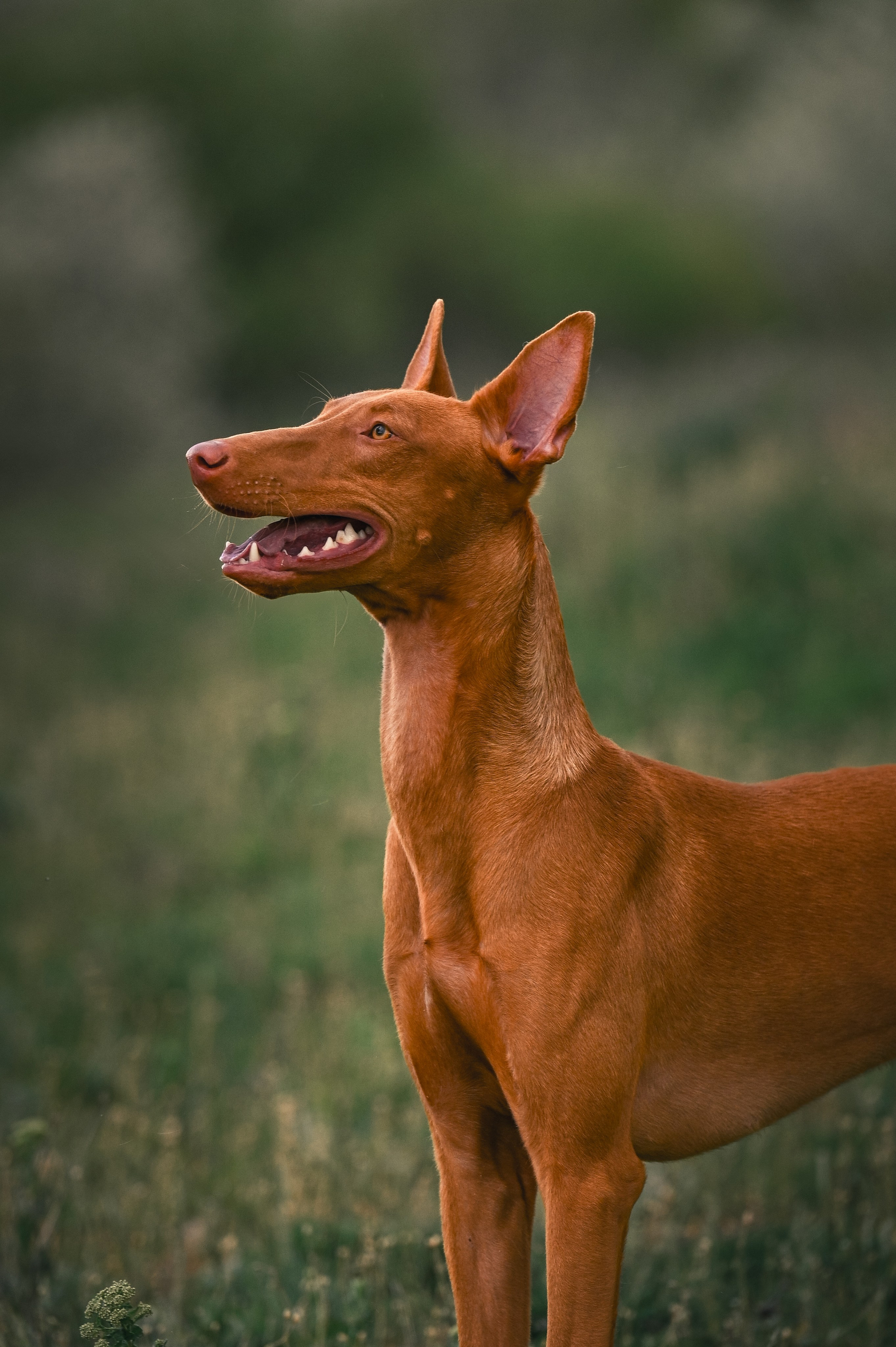 Фараонова собака Ромарио. Фотограф в Ростове —на — Дону