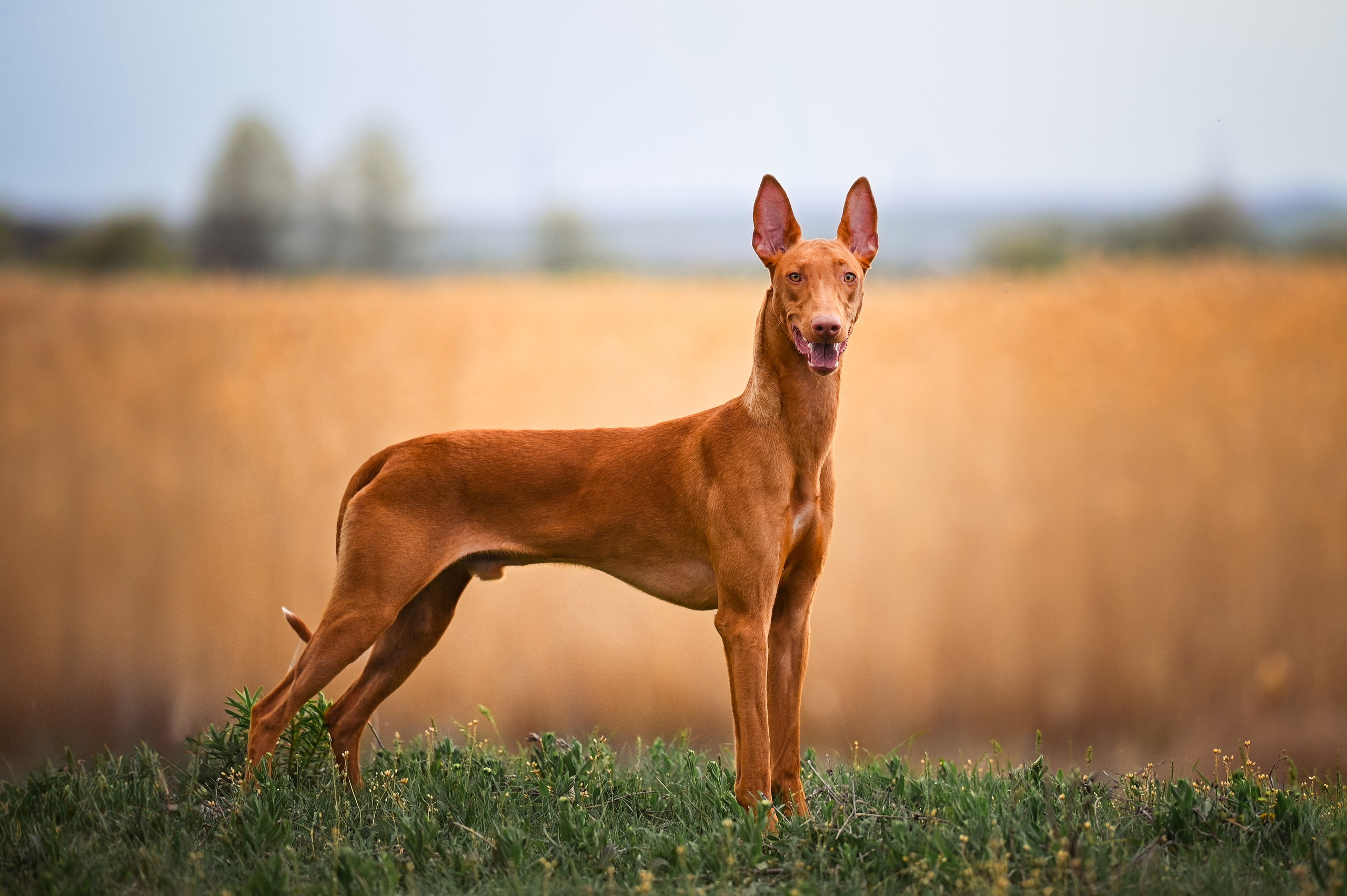 Фараонова собака Ромарио. Фотограф в Ростове —на — Дону