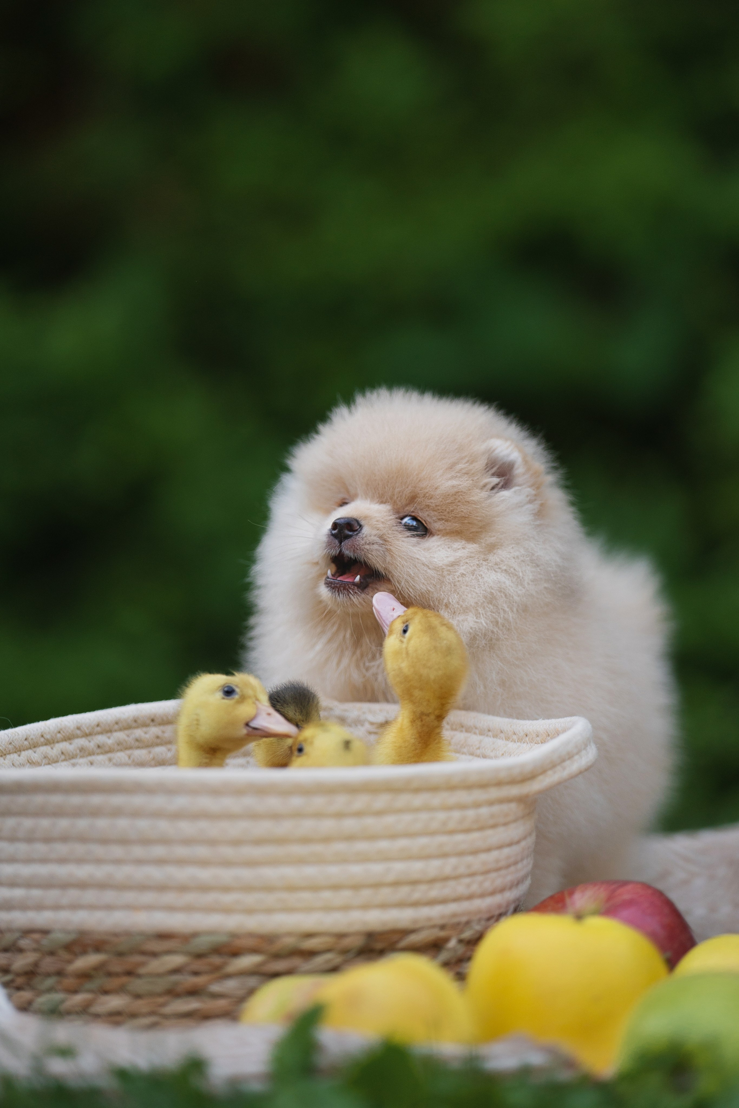 Оскар и утята. Kameramotor74