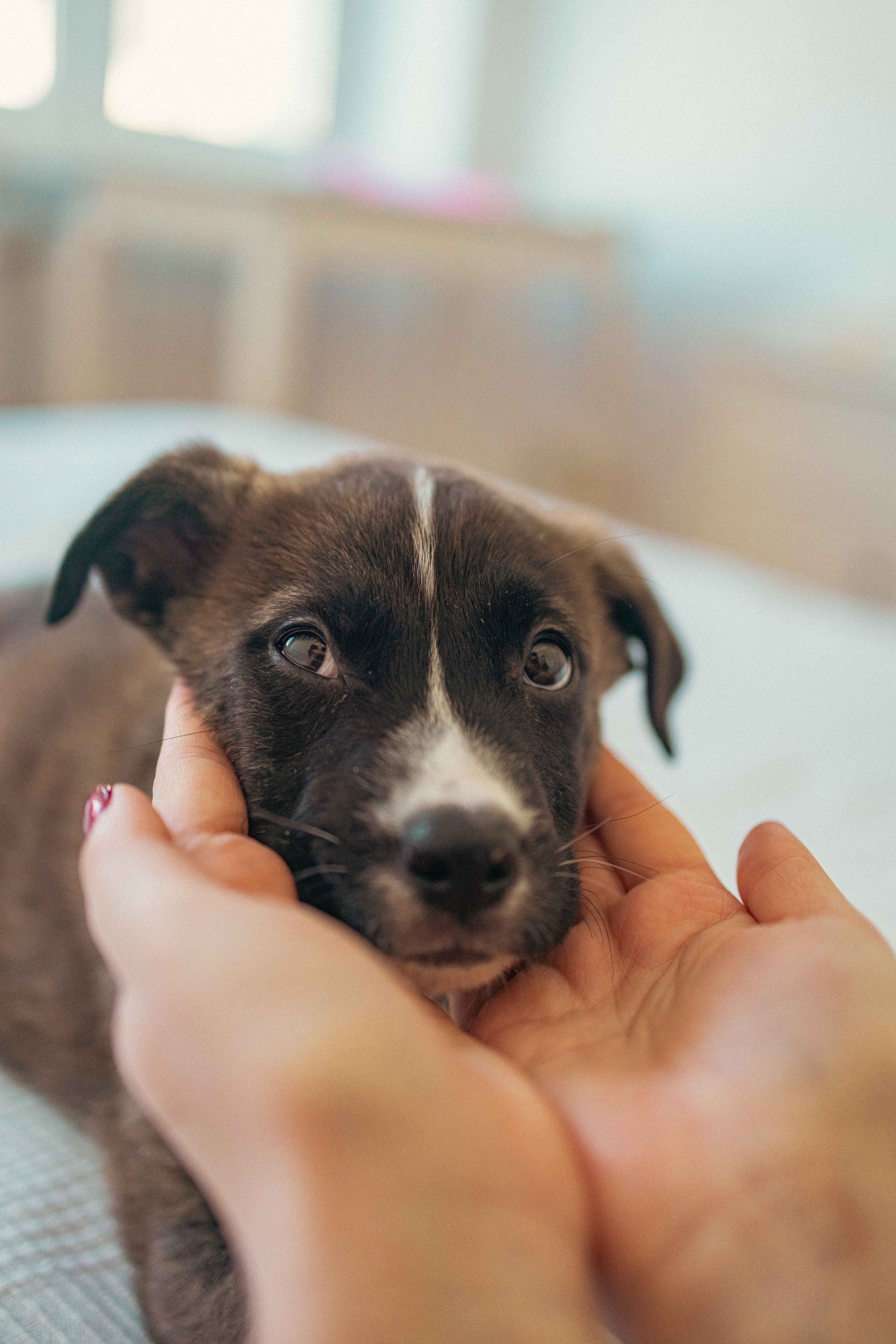 Гайка. Фотограф-анималист в Москве Лера Черноног