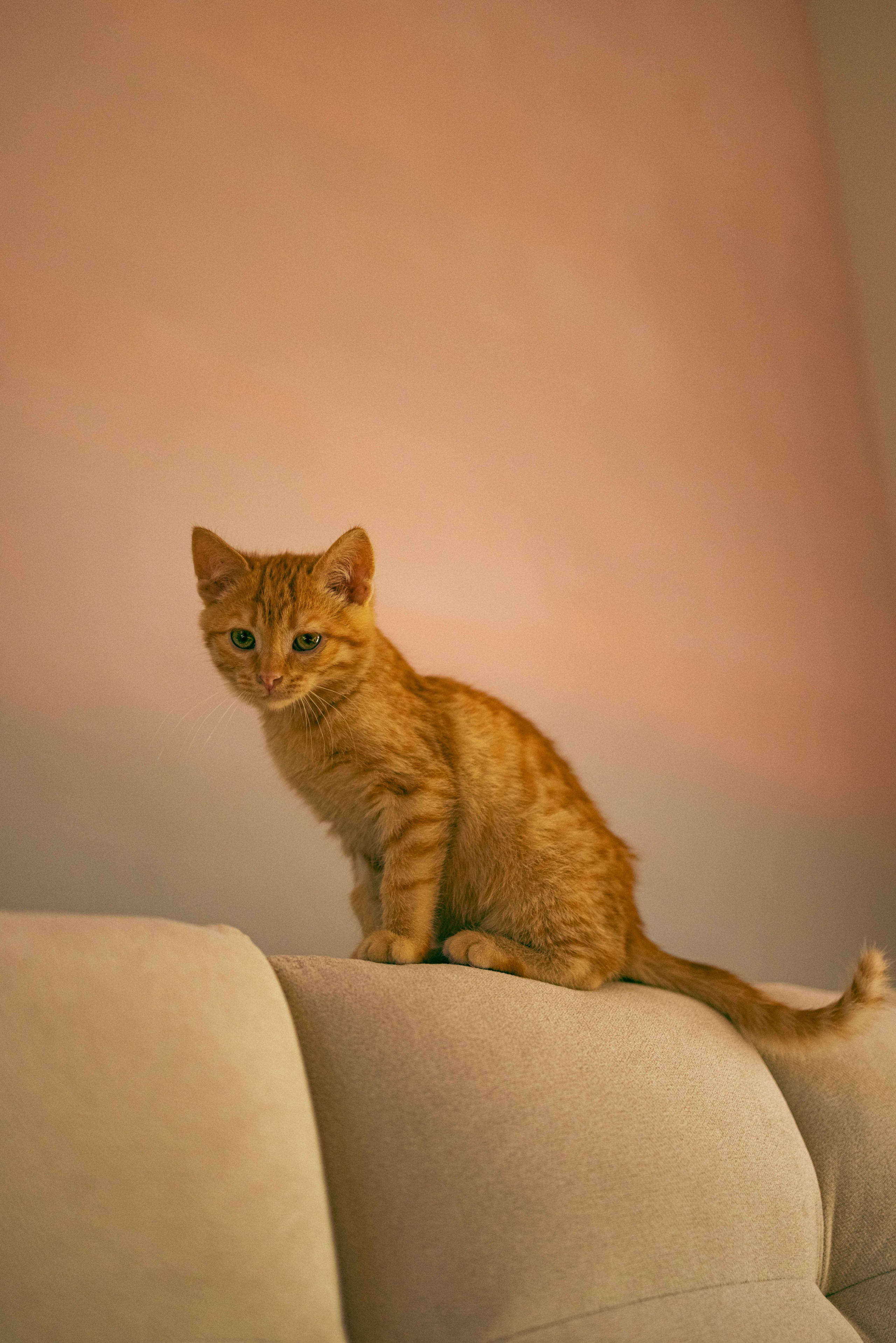 Кускус. Фотограф-анималист в Москве Лера Черноног