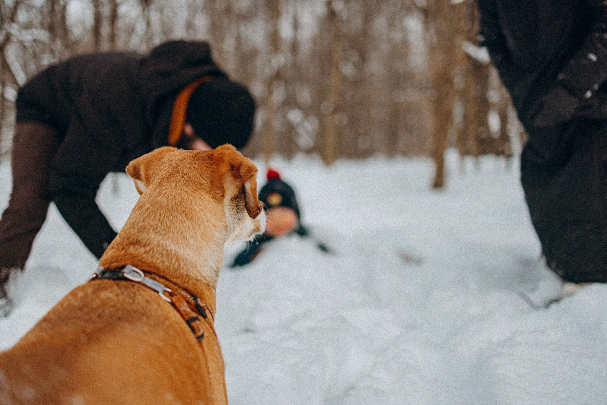Свобода и ее семья. Фотограф-анималист в Москве Лера Черноног