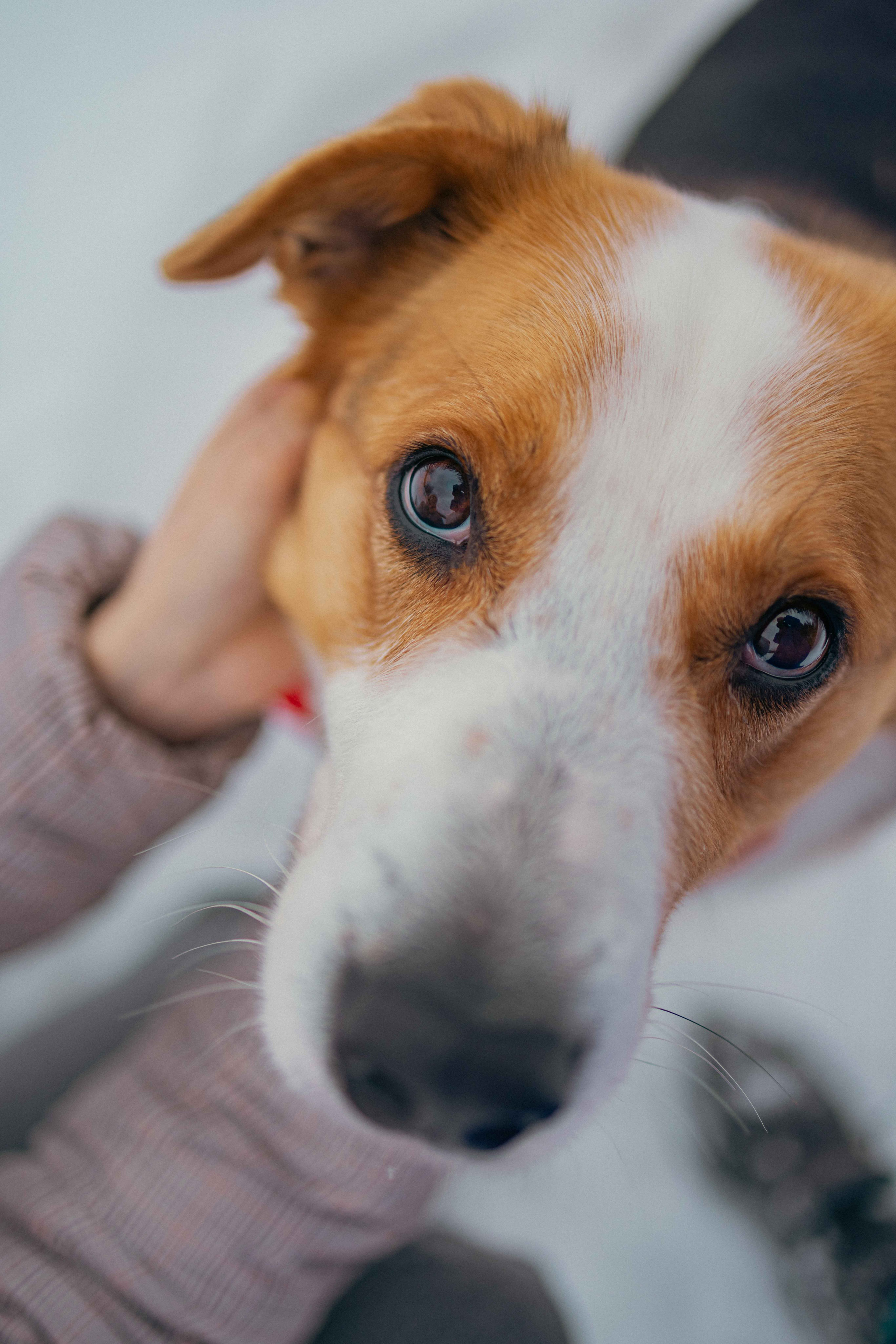 Петя. Фотограф-анималист в Москве Лера Черноног