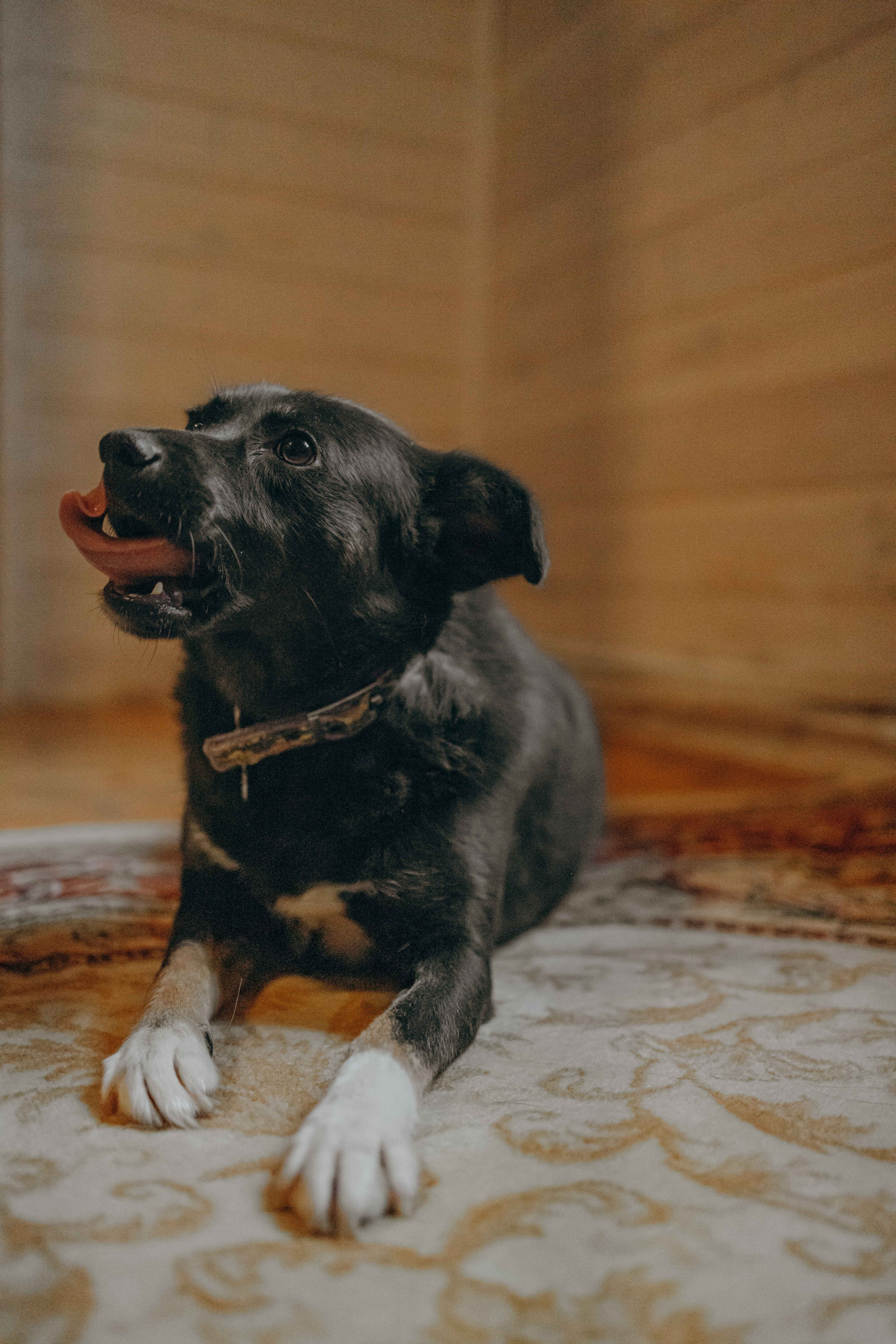 Передержка. Фотограф-анималист в Москве Лера Черноног