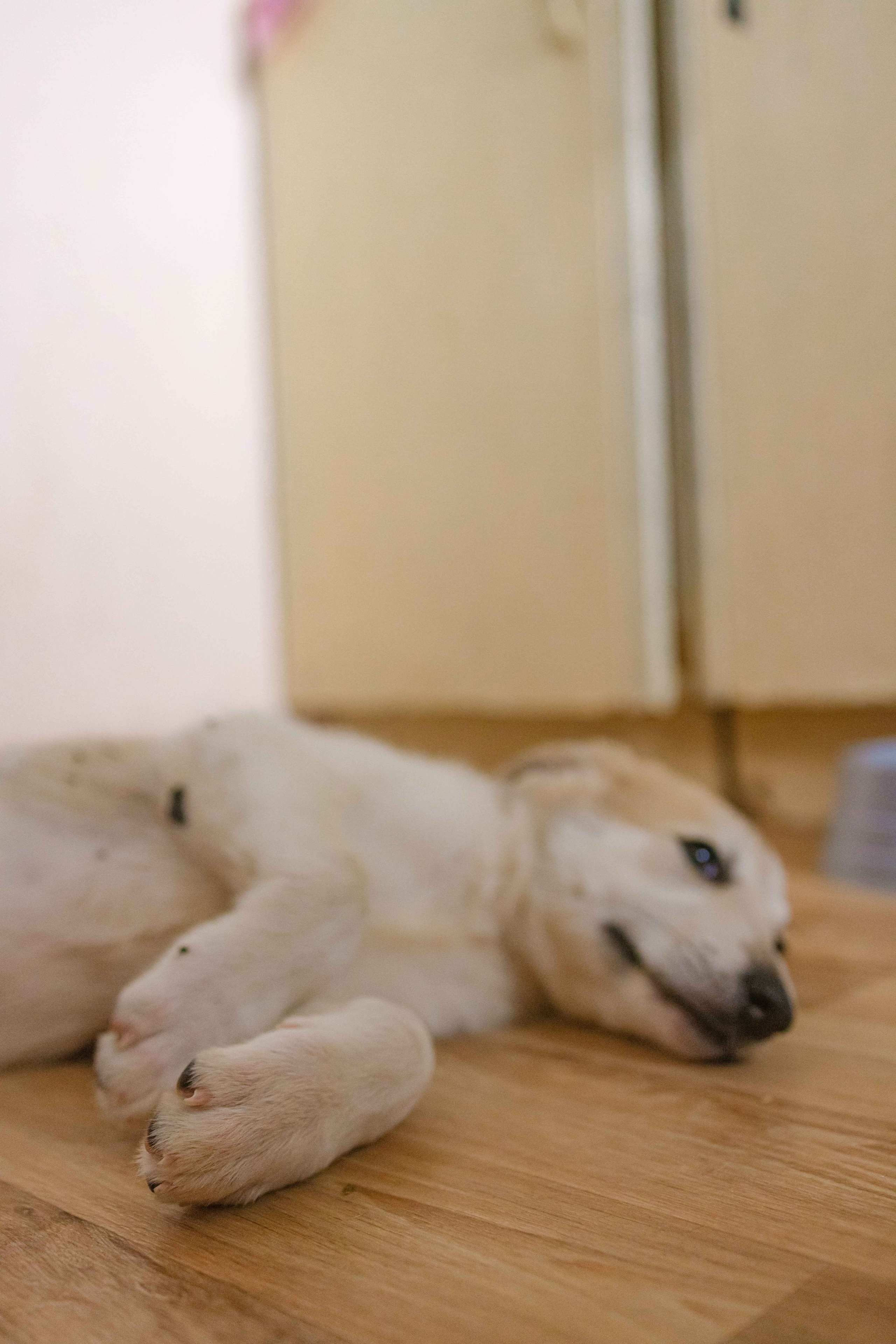 Щеночки на кухне. Фотограф-анималист в Москве Лера Черноног