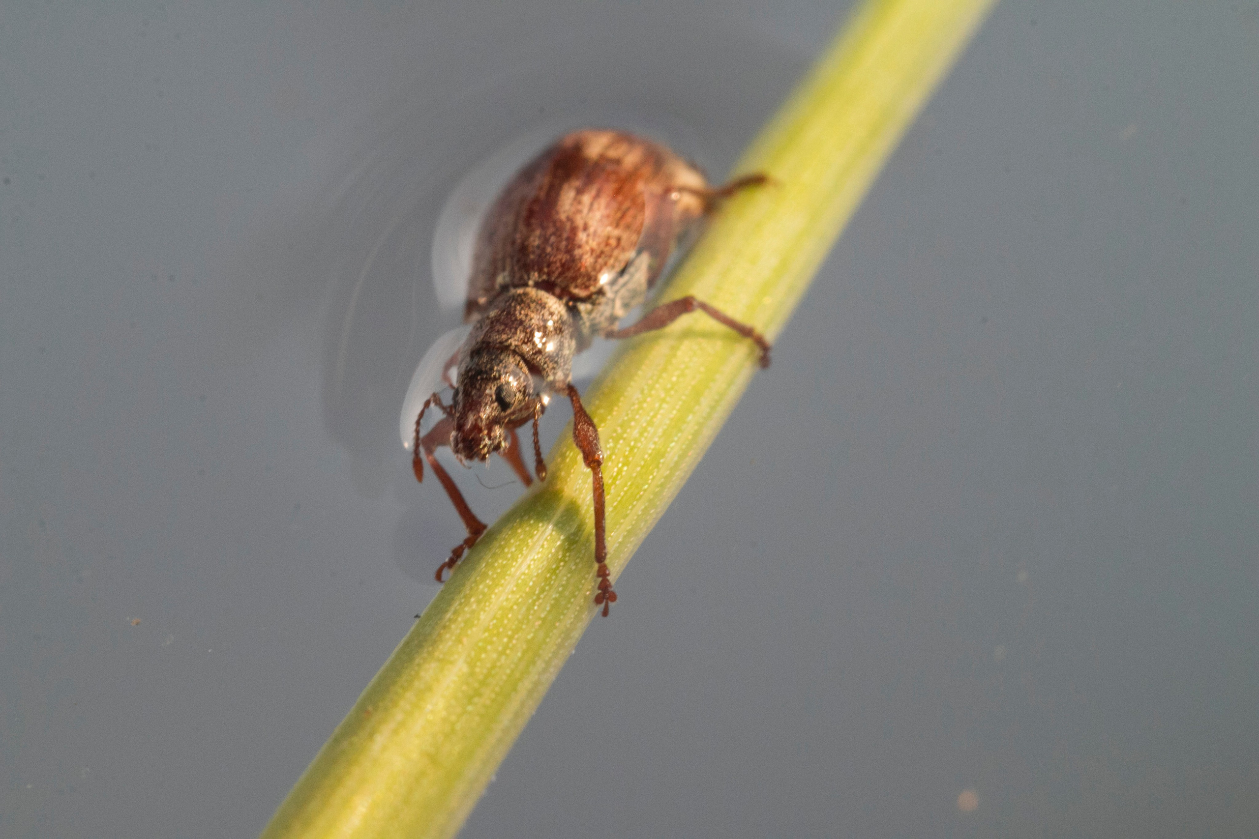 Макро. Фотограф Лагутин Анатолий