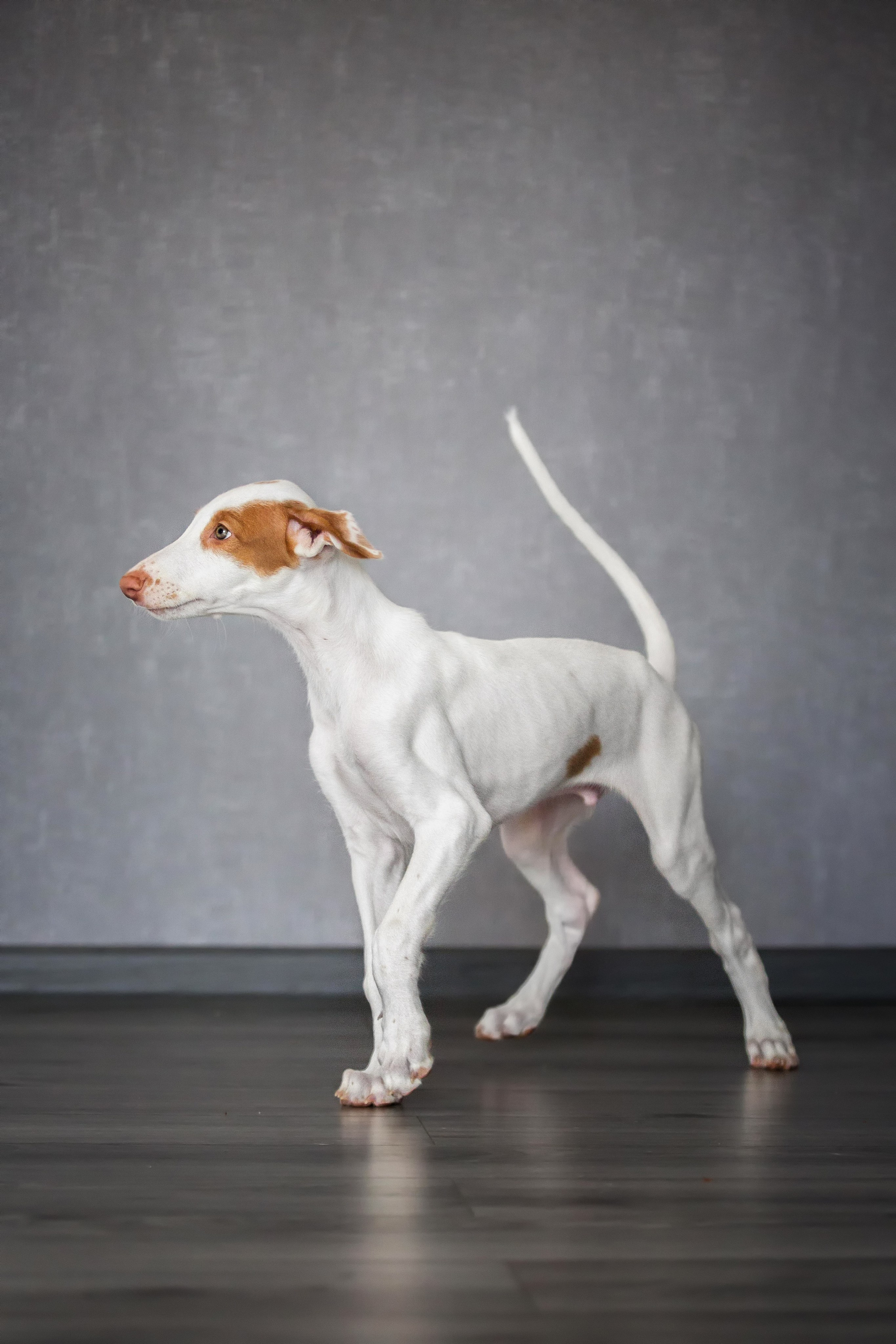 Поденко Ибиценко. Https://moshkovaphoto.ru/