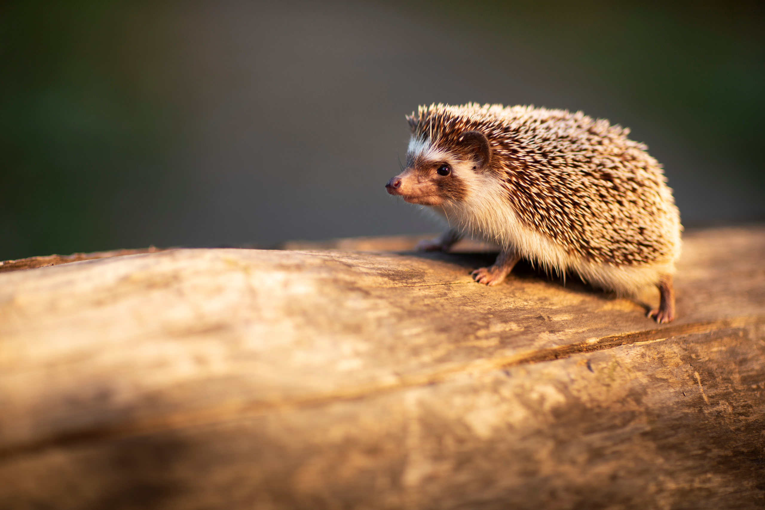 Малыши и ежики. Фотограф и дизайнер г. Новороссийск Алена Дарбакова