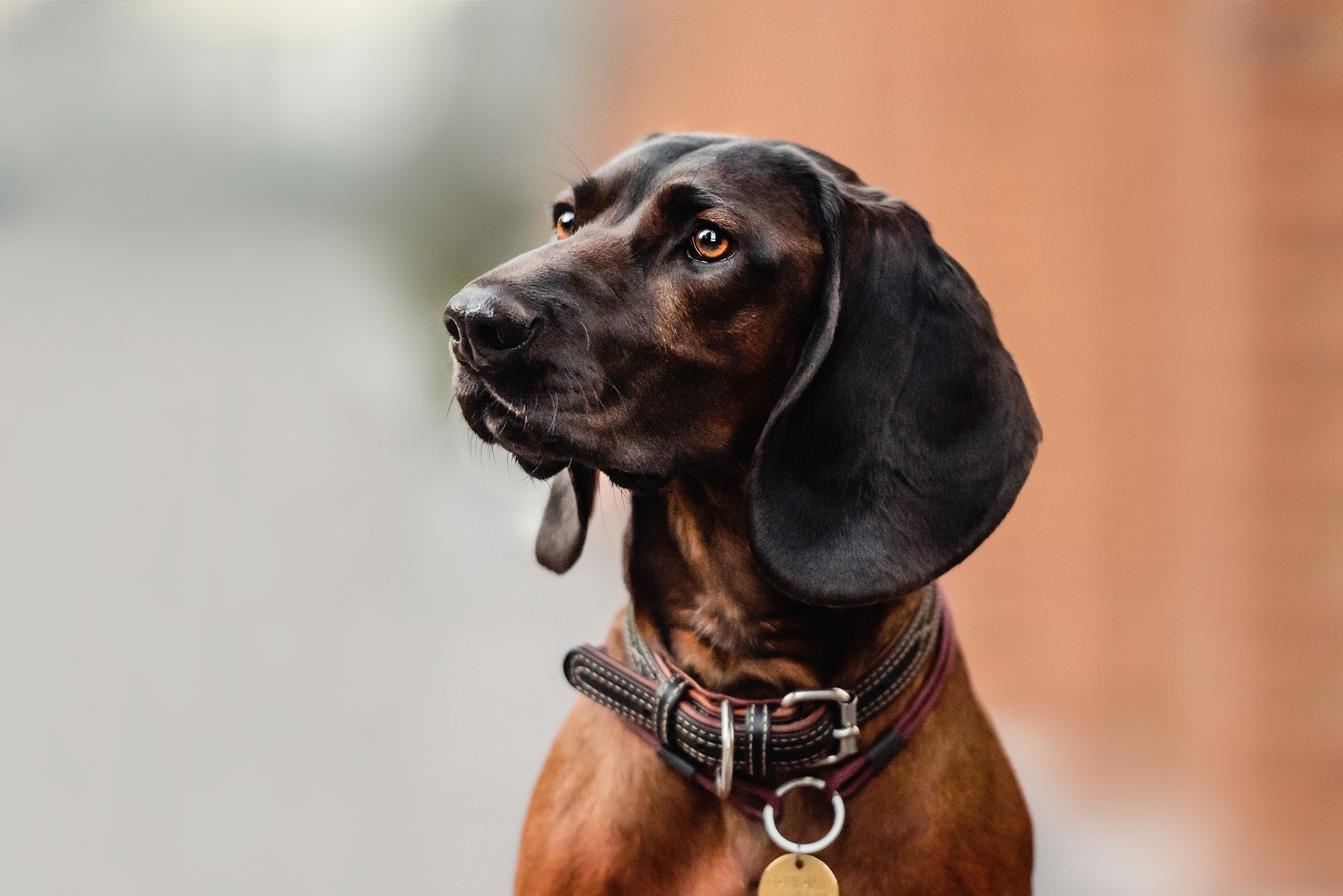 Катя, Дима и Дакота. Городская Love Story. Семейный Фотограф в Москве Ирина Хохлова