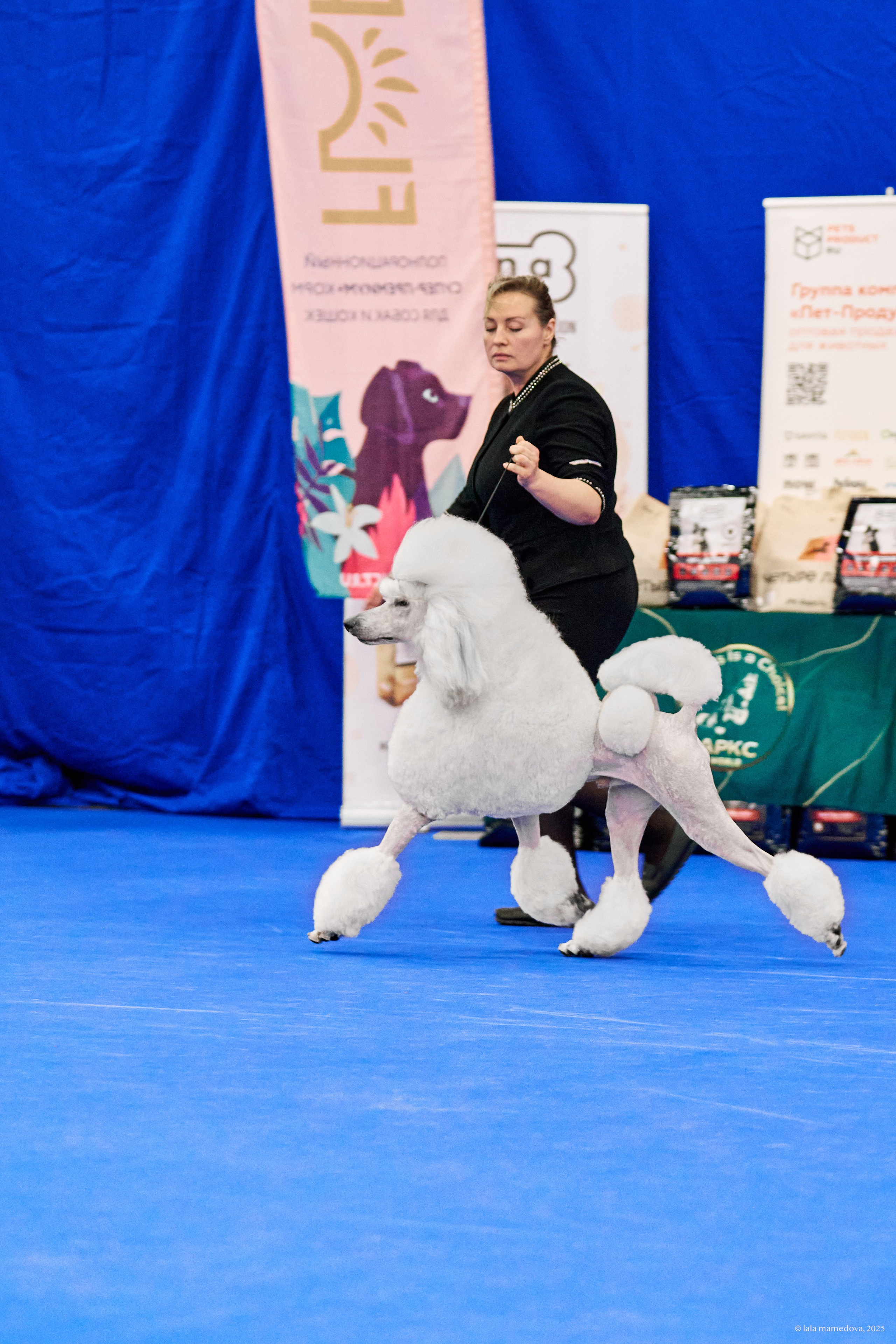 22-23 FEB 2025 | NATIONAL DOG SHOW «BALTIC TRIUMPH-2025»