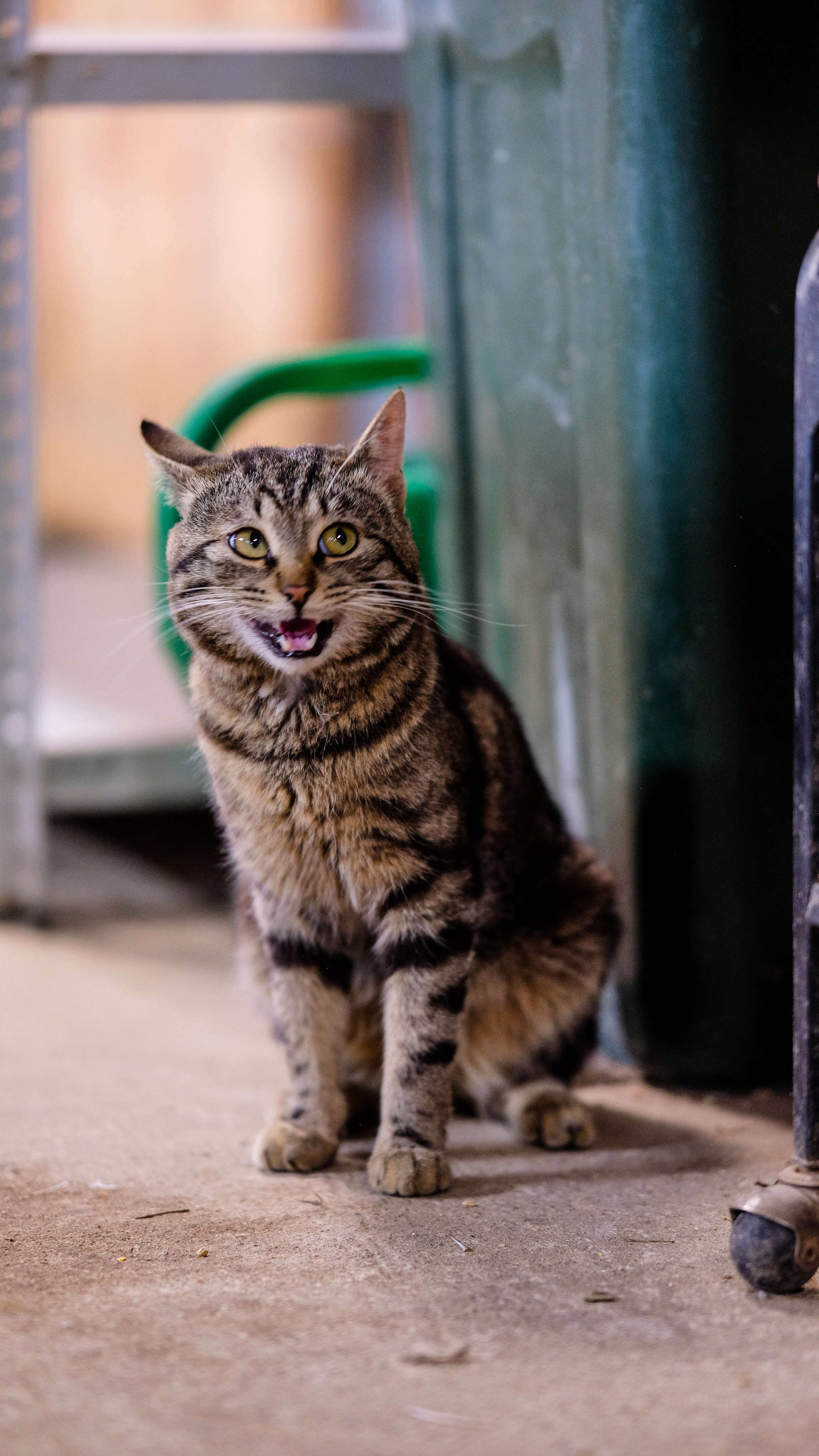 Животные и птицы. KRUTOVA_фотографирую жизнь