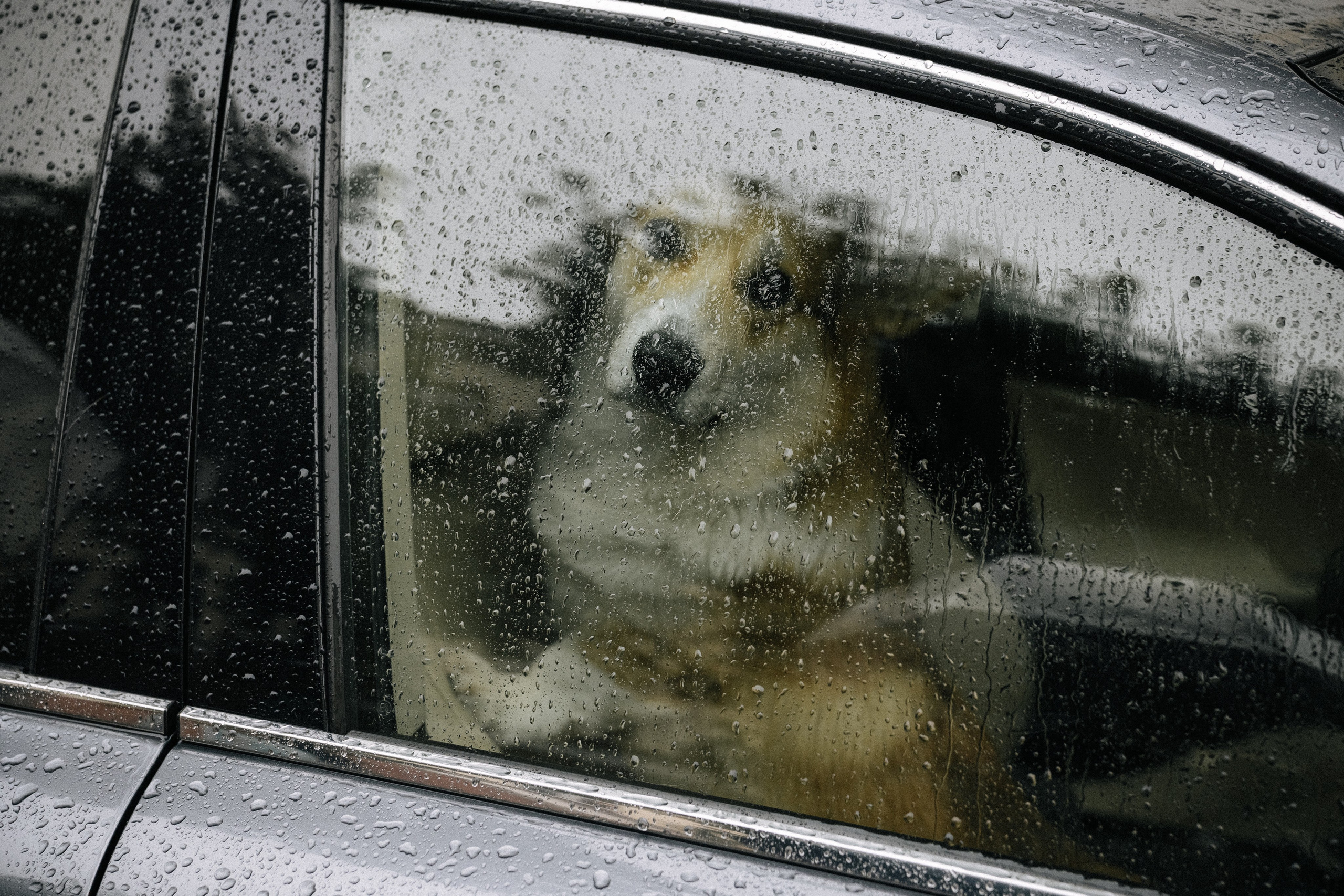 Евгений и Александра. Свадебный и портретный фотограф Тюмень