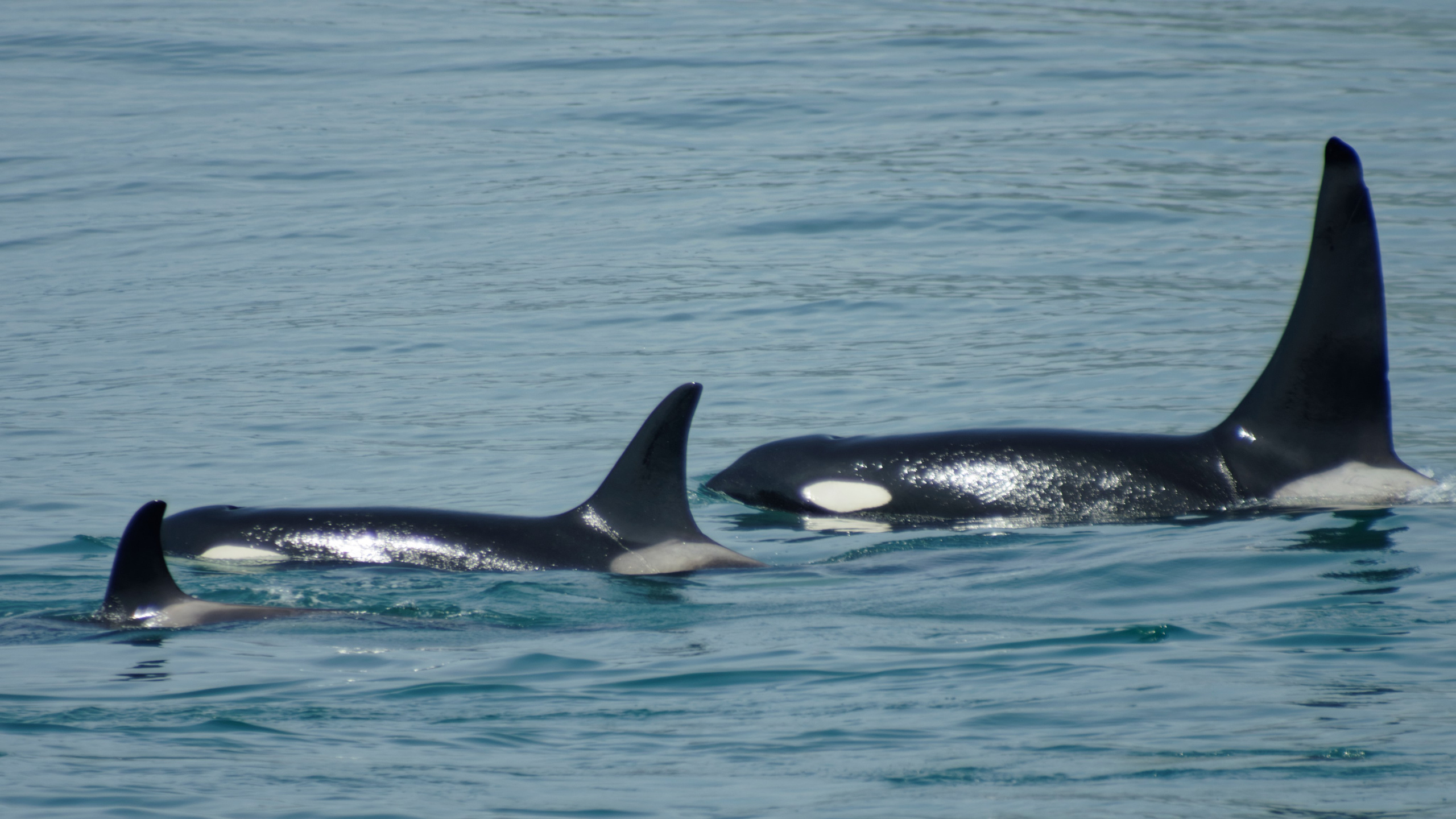 Шерсть, лапы, плавники. Семоха Валерий. Фотограф