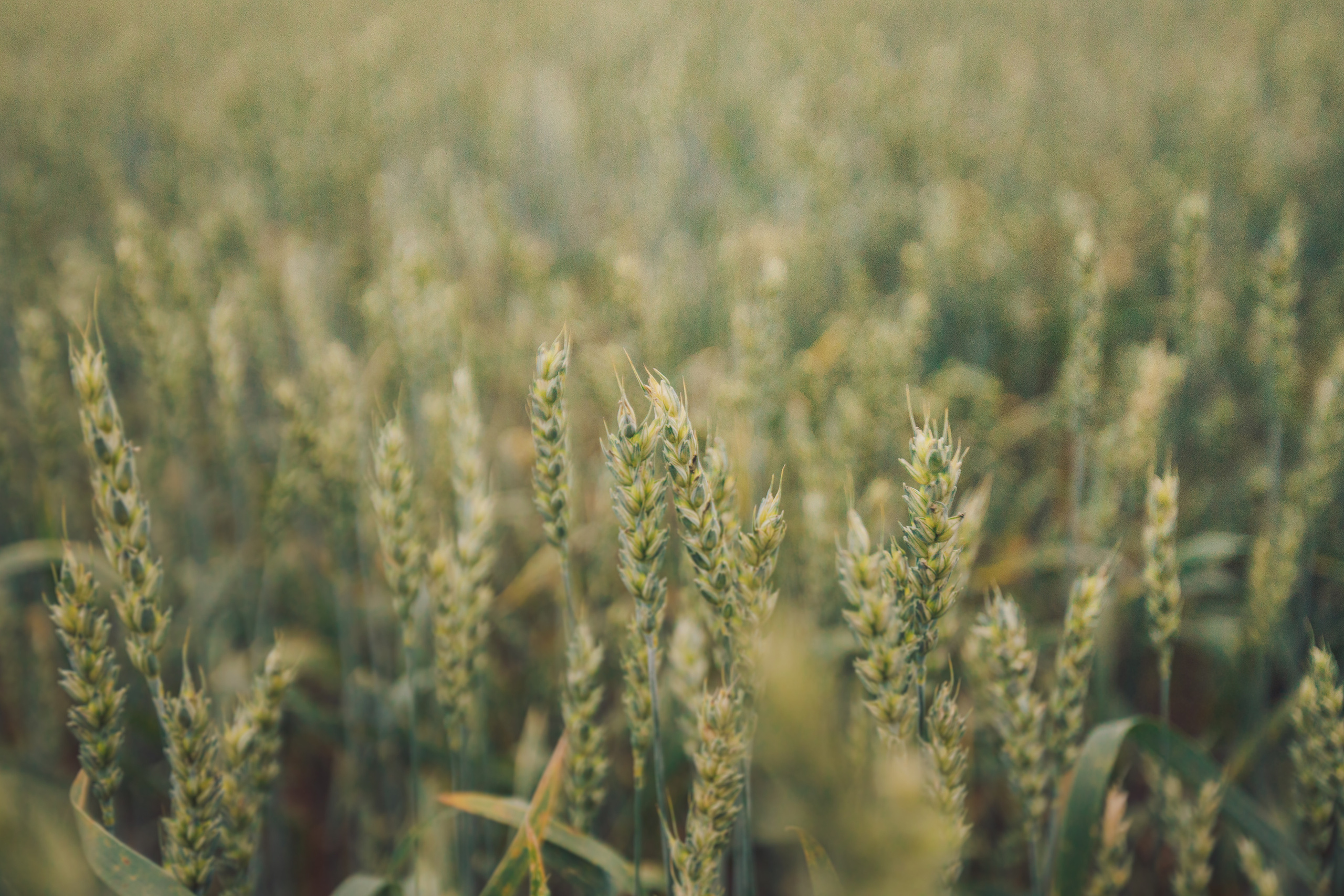 Про Максима и Сашу. Семейный и детский фотограф в Туле