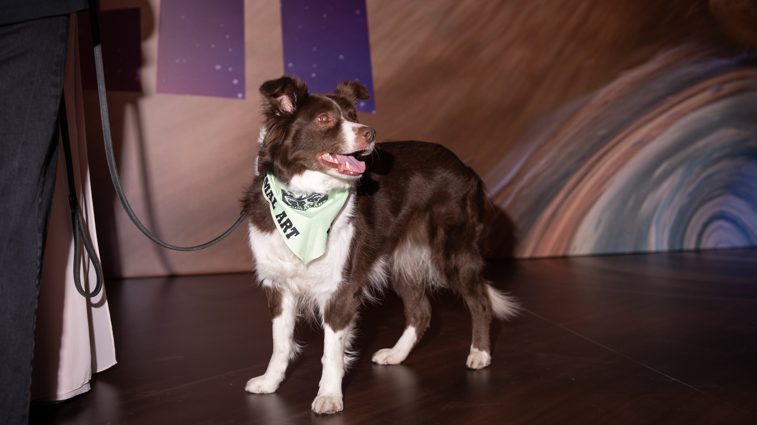 Космическая собака Лида. Премьера Космическая собака Лида. Фильм Космическая собака Лида. Космическая собака Лида смотреть. Каро 11 Октябрь