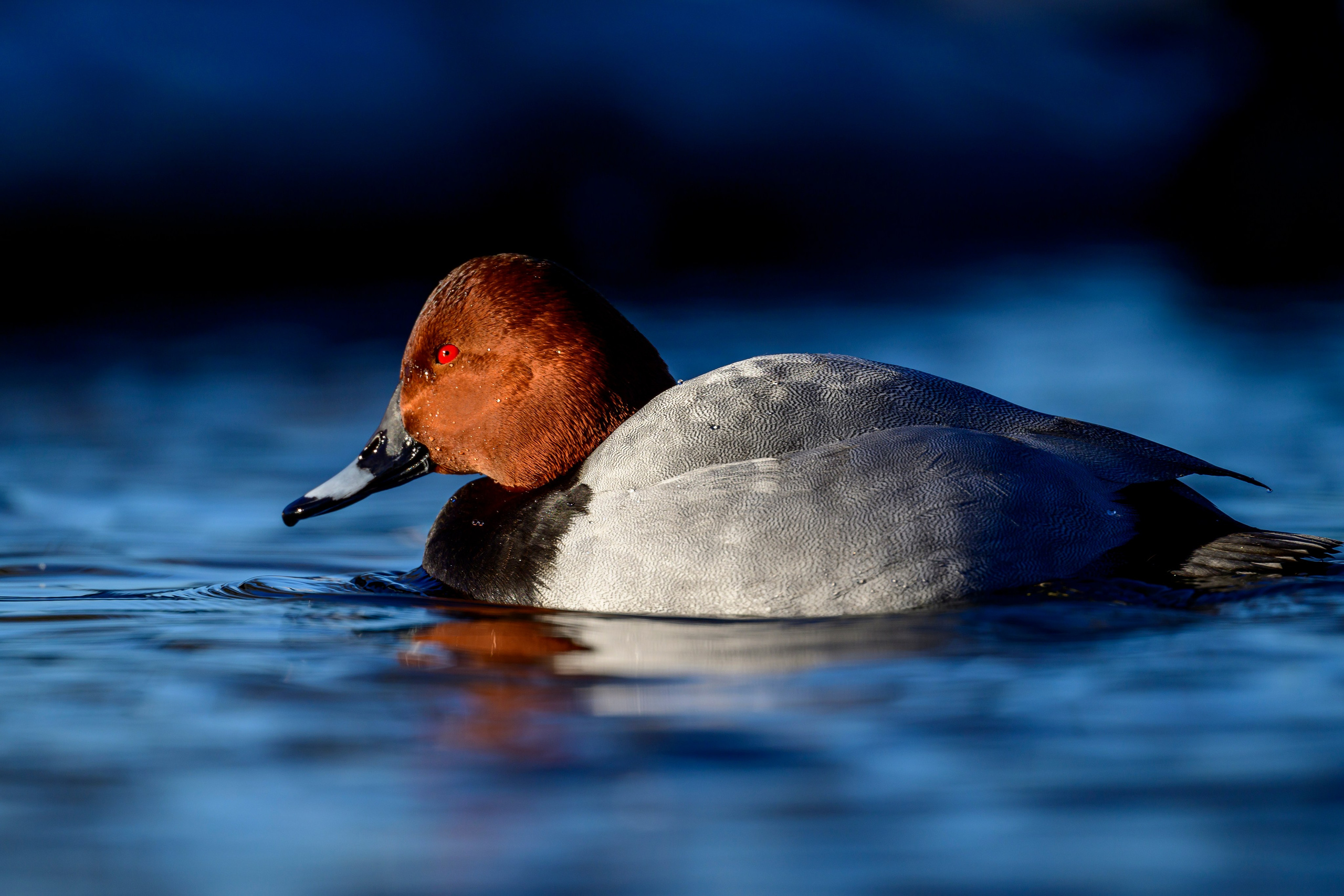 Нырки. Pochards. Фотограф Сергей Пупонин
