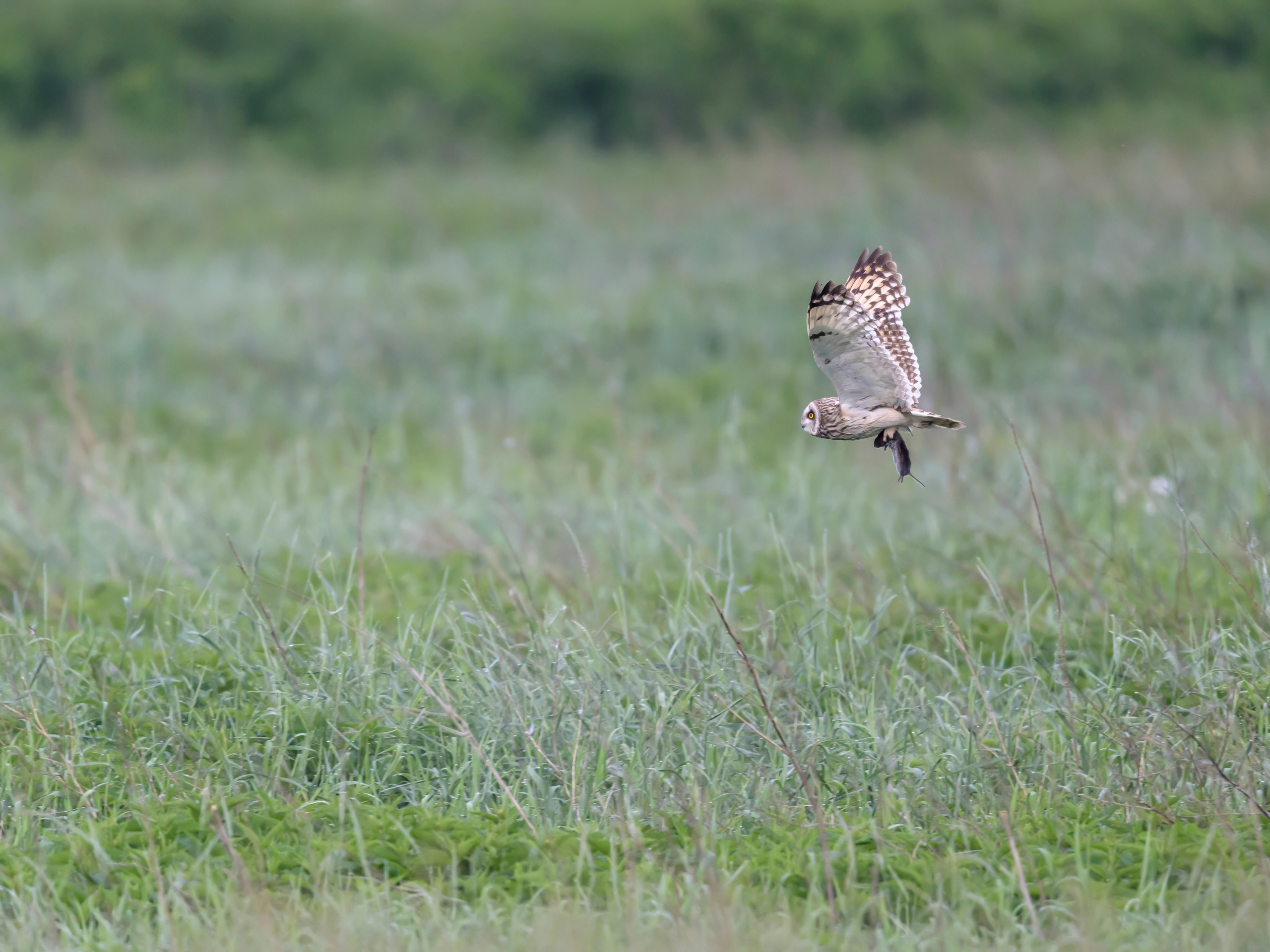 Охота совы. Фотограф Сергей Пупонин