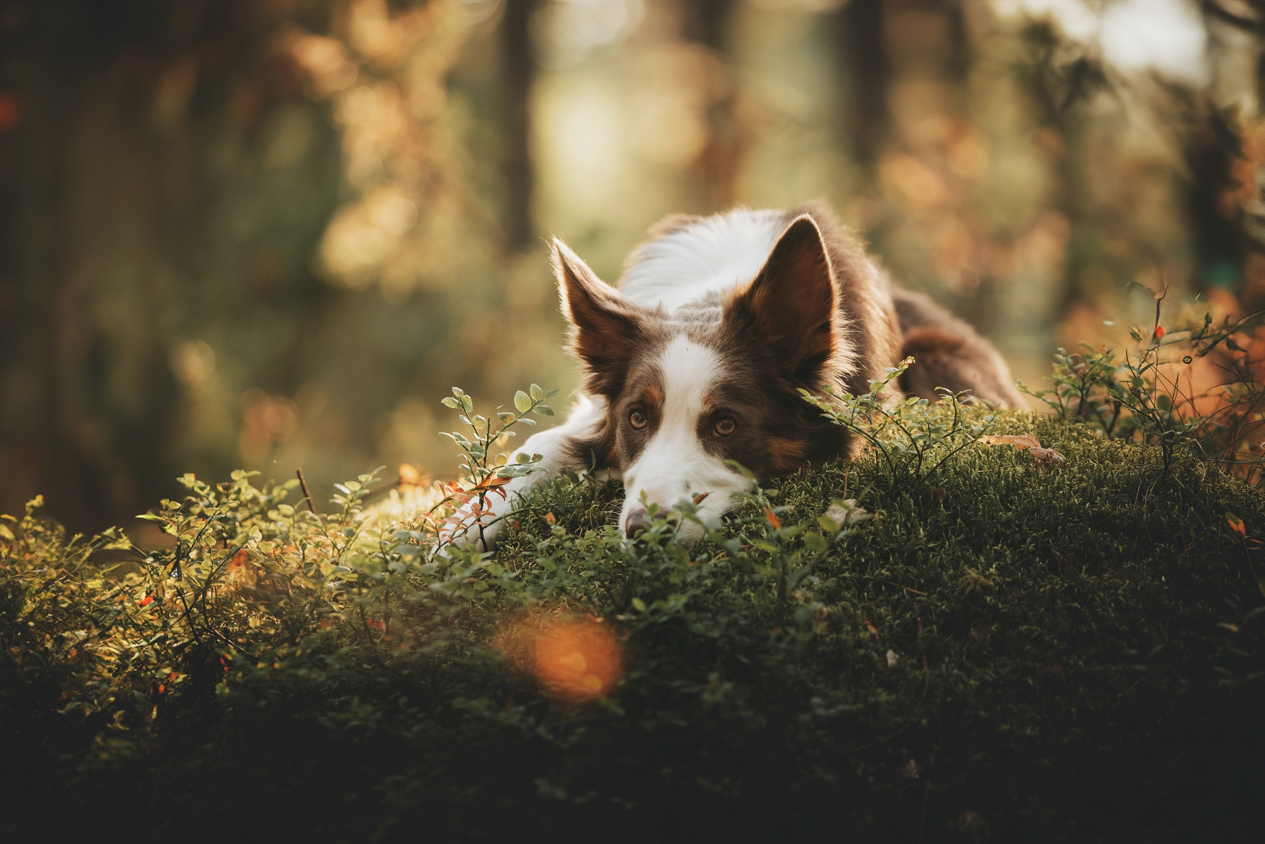 Рита, Маша и много собак. Фотограф анималист Осипчикова Мария