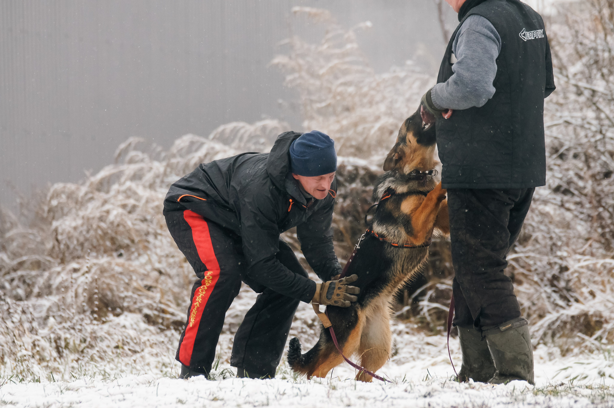 Репортажная съемка. Фотограф-анималист Нижний Новгород