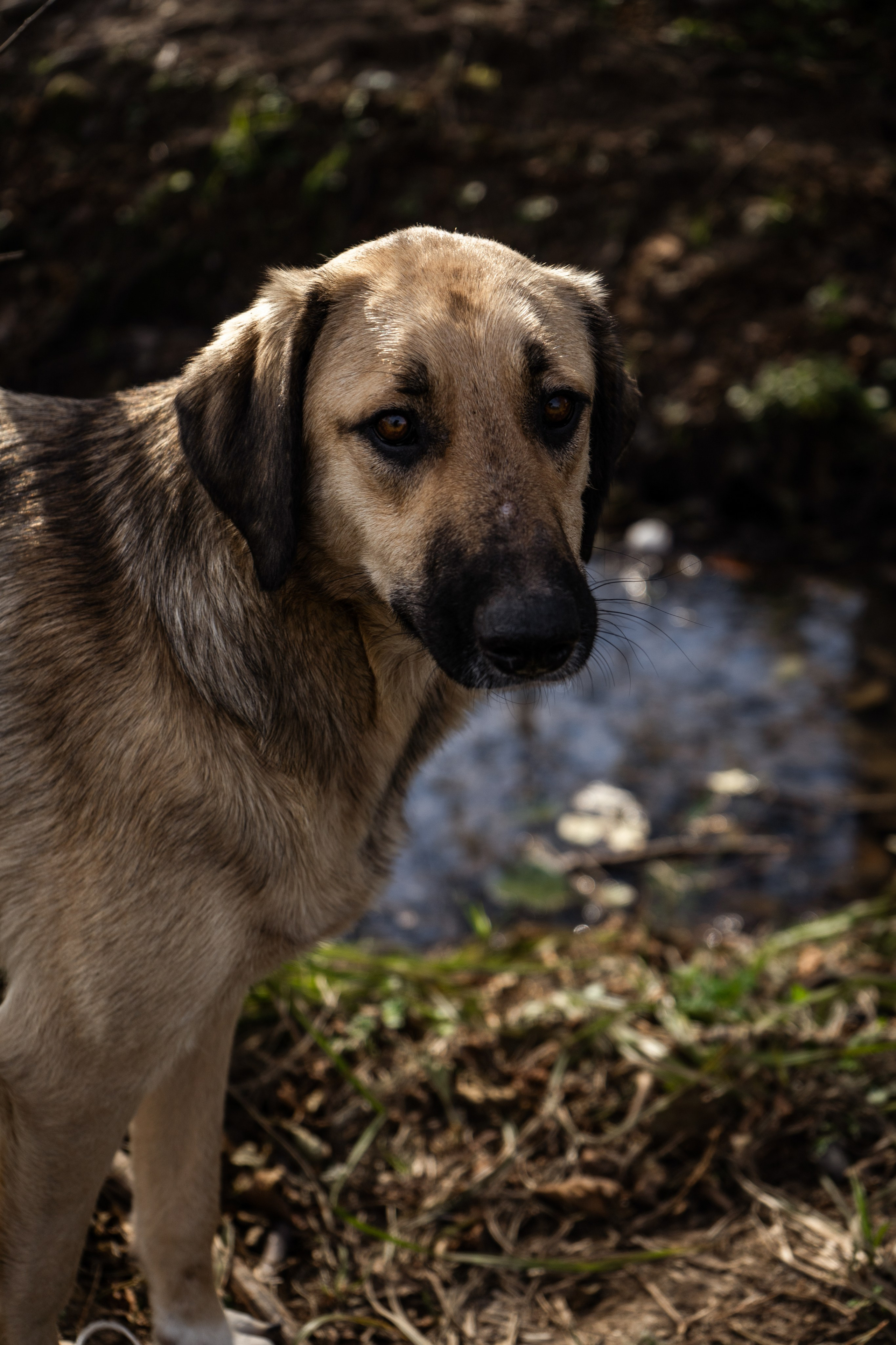 Pets. Makaroshkassirom — photographer in Minsk