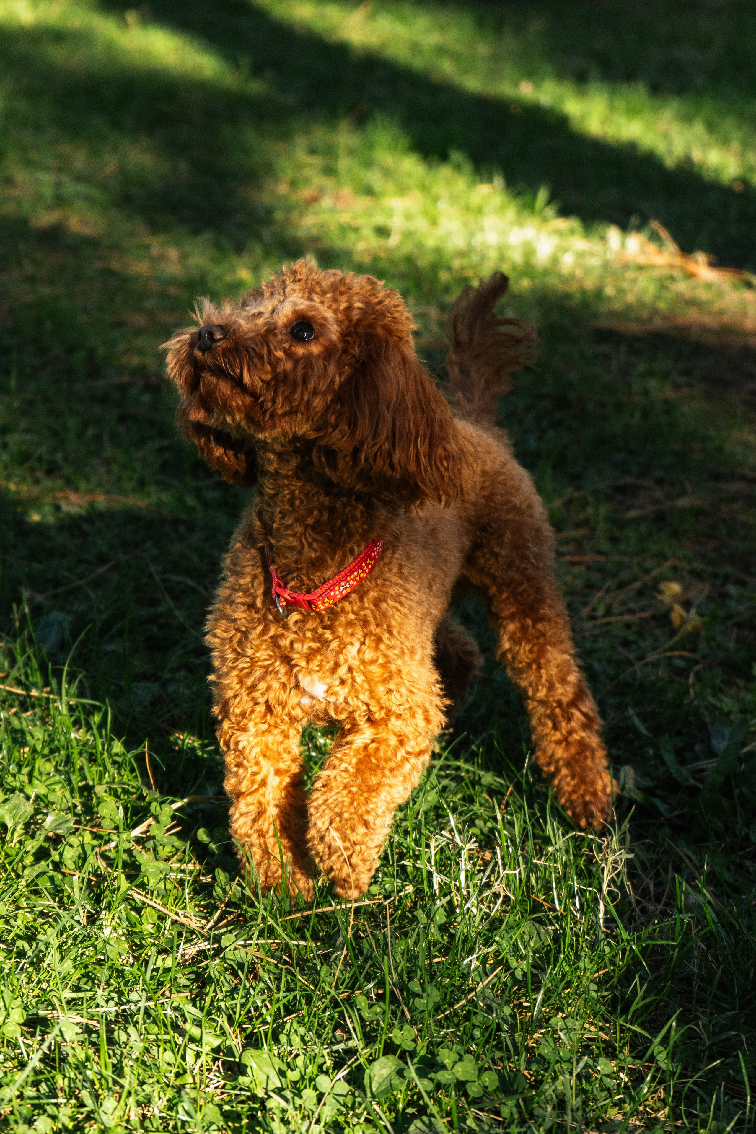 Pets. Makaroshkassirom — photographer in Minsk