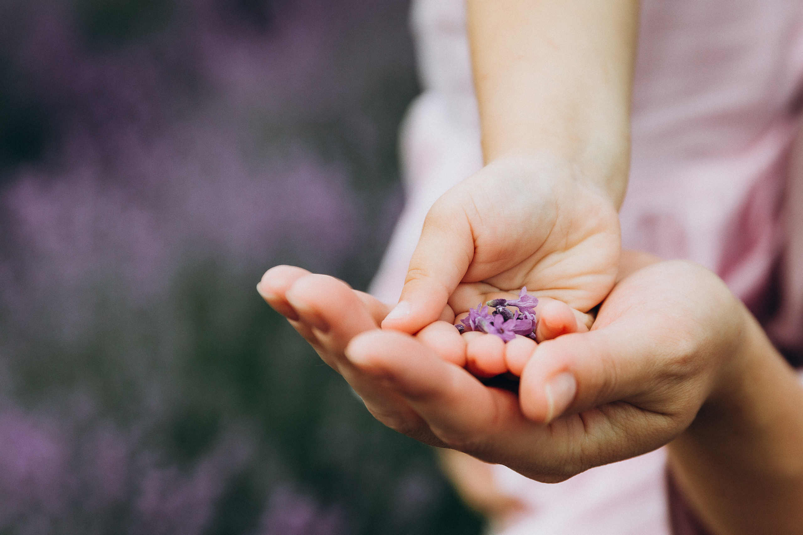 Кристина Каролина лаванда. Свадебный и семейный фотограф Анапа