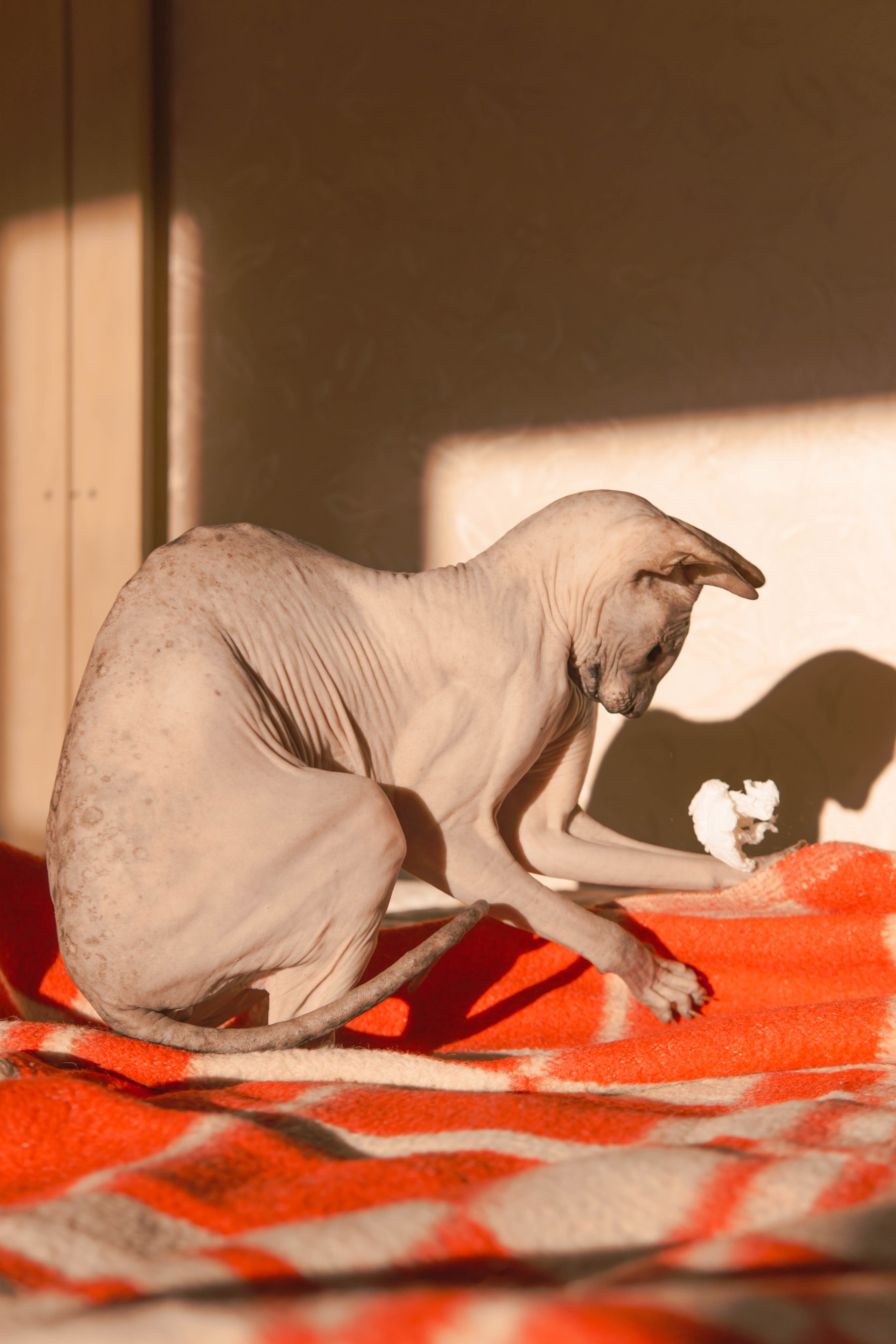 Бандит. Фотограф-анималист Ксения Воробьева, Москва