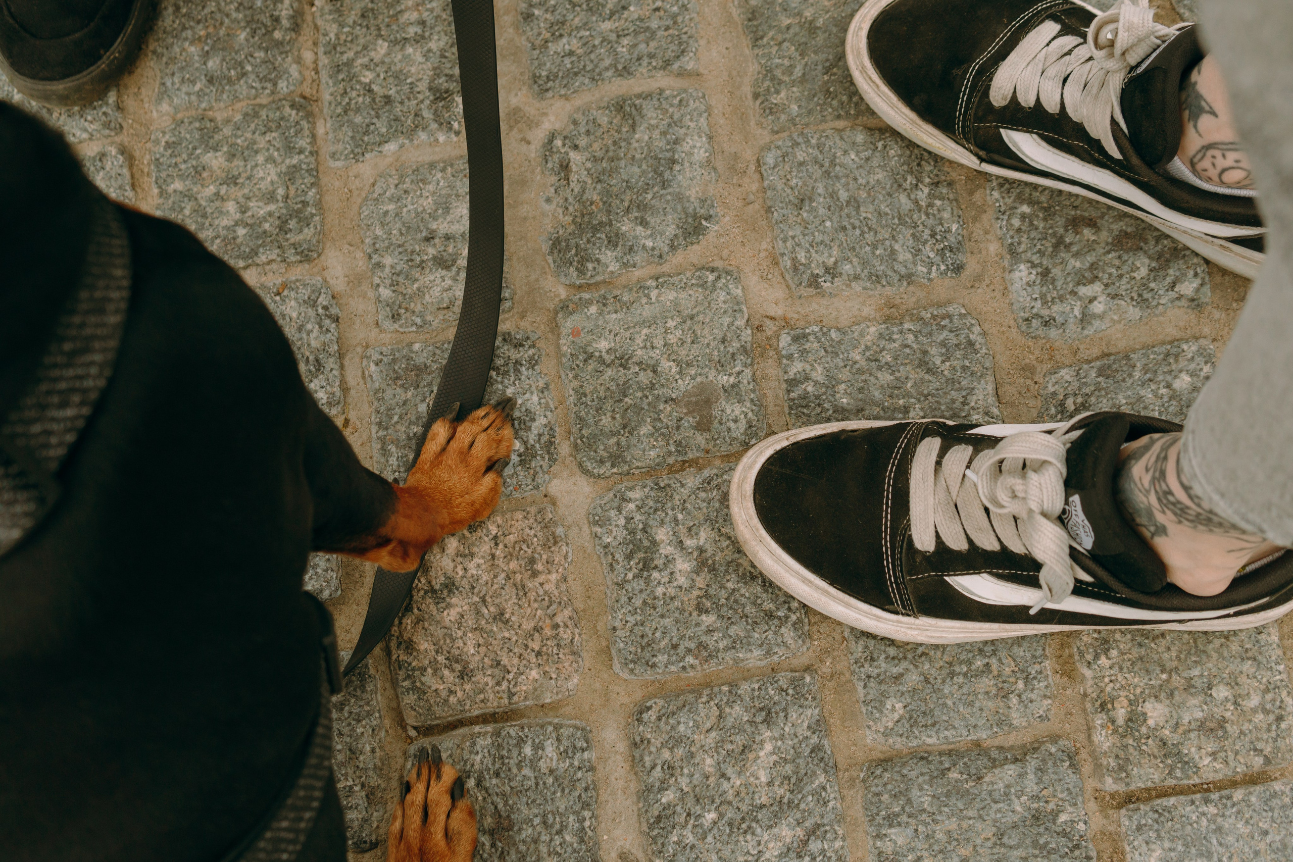 Кира, Максим и Аскара. Фотограф-анималист Ксения Воробьева, Москва